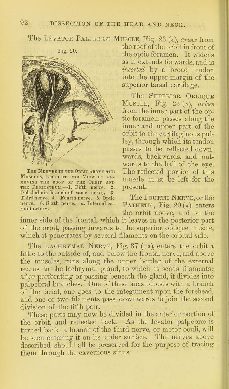 The Levator Palpebr^ Muscle, Fig. 23 (4), arises from J,. 20 of tlie orbit in front of ■ the optic foramen. It widens as it extends forwards, and is imerted bj a broad tendon into the upper margin of the superior tarsal cartilage. The Superior Oblique Muscle, Fig. 23 (5), arises from the inner part of the op- tic foramen, passes along the inner and upper part of the orbit to the cartilaginous pul- ley, through which its tendon passes to be reflected down- wards, backwards, and out- wards to the ball of the eye. The reflected portion of this muscle must be left for the present. The Fourth Nerve, or the Pathetic, Fig. 20 (4), enters the orbit above, and on the inner side of the frontal, which it leaves in the posterior part of the orbit, passing inwards to the superior oblique muscle, which it penetrates by several filaments on the orbital side. The Lachrymal Nerve, Fig. 37 (10), enters the orbit a little to the outside of, and below the frontal nerve, and above the muscles, runs along the upper border of the external rectus to the lachrymal gland, to which it sends filaments; after perforating or passing beneath the gland, it divides into palpebral branches. One of these anastomoses with a branch of the facial, one goes to the integument upon the forehead, and one or two filaments pass downwards to join the second division of the fifth pair. These parts may now be divided in the anterior portion of the orbit, and reflected back. As the levator palpebras is turned back, a branch of the third nerve, or motor oculi, will be seen entering it on its under surface. The nerves above described should all be preserved for the purpose of tracing them through the cavernous sinus. The Nerves in the Orbit above the Muscles, brought into View by re- moving the roof of the Orbit and THE Periosteum.—1. Fifth nerve. 2. Ophthalmic branch of same nerve. 3. Third nerve. 4. Fourth nerve. 5. Optic nerve. 6. Sixth nerve, a. Internal ca- rotid artery.