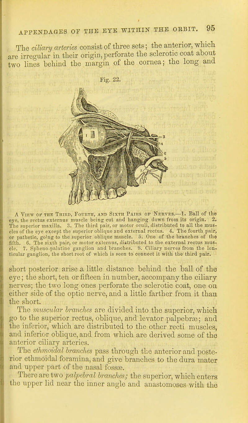 . The ciliary arteries consist of three sets; the anterior, which are irreo-ular in their origin, perforate the sclerotic coat about two lines behmd the margin of the cornea; the long and Fig. 22, A View o* the Thiud, FounTH, and Sixth Pairs of Nerves.—1. Ball of the eye, the rectus externus muscle being cut and hanging down from its origin. 2. The superior maxilla. 3. The third pair, or motor oculi, distributed to all the mus- cles of the eye except the superior oblique and external rectus. 4. The fourth pair, or pathetic, going to the superior oblique muscle. 5. One of the branches of the fifth. 6. The sixth pair, or motor externus, distributed to the external rectus mus- cle. 7. Spheno-palatine ganglion and branches. 8. Ciliary nerves from the len- ticular ganglion, the short root of which is seen to connect it with the third pair. short posterior arise & little distance behind the ball of the eye; the short, ten or fifteen in number, accompany the ciliary nerves; the two long ones perforate the sclerotic coat, one on either side of the optic nerve, and a little farther from it than the short. The muscular hrancJies are divided into the superior, which go to the superior rectus, oblique, and levator palpebree; and the inferior, which are distributed to the other recti muscles, and inferior oblique, and from which are derived some of the anterior ciliary arteries. The ethmoidal branches pass through the anterior and poste- rior ethmoidal foramina, and give branches to the dura mater and upper part of the nasal fossae. There are two palpebral branches; the superior, which enters the upper lid near the inner angle and anastomoses with the