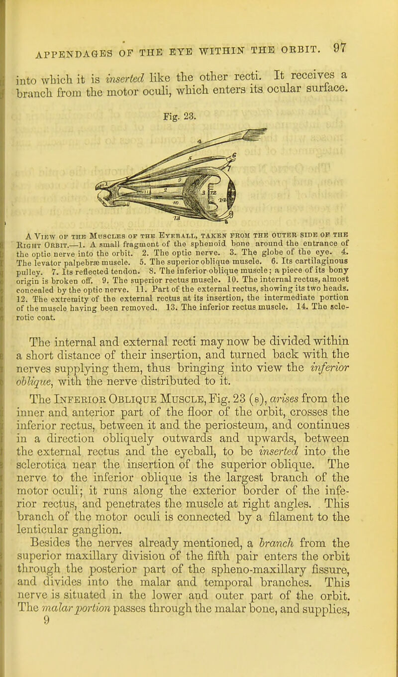into which it is inserted like the other recti. It receives a branch from the motor oculi, which enters its ocular surface. Fig. 23. A View op the Muscles of the Eyeball, taken from the outer side op the Right Orbit. 1. A small fragment of the spheuoid bone around the entrance of the optic nerve into the orbit. 2. The optic nerve. 3. The globe of the eye. 4. The levator palpebrse muscle. 5. The superior oblique muscle. 6. Its cartilaginous pulley. 7. Its reflected tendon. 8. The inferior oblique muscle; a piece of its bony origin is broken off. 9. The superior rectus muscle. 10. The internal rectus, almost concealed by the optic nerve. 11. Part of the external rectus, showing its two heads. 12. The extremity of the external rectus at its insertion, the intermediate portion of the muscle haying been removed. 13. The inferior rectus muscle. 14. The scle- rotic coat. The internal and external recti may now be divided within a short distance of their insertion, and turned back with the nerves supplying them, thus bringing into view the inferior oblique, with the nerve distributed to it. The Inferior Oblique Muscle, Fig. 23 (s), arises from the inner and anterior part of the floor of the orbit, crosses the inferior rectus, between it and the periosteum, and continues in a direction obliquely outwards and upwards, between the external rectus and the eyeball, to be inserted into the sclerotica near the insertion of the superior obliqiie. The nerve to the inferior oblique is the largest branch of the motor oculi; it runs along the exterior border of the infe- rior rectus, and penetrates the muscle at right angles. . This branch of the motor oculi is connected by a filament to the lenticular ganglion. Besides the nerves already mentioned, a branch from the superior maxillary division of the fifth pair enters the orbit through the posterior part of the spheno-maxillary fissure, and divides into the malar and temporal branches. This nerve is situated in the lower and outer part of the orbit. The malar portion passes through the malar bone, and supplies,