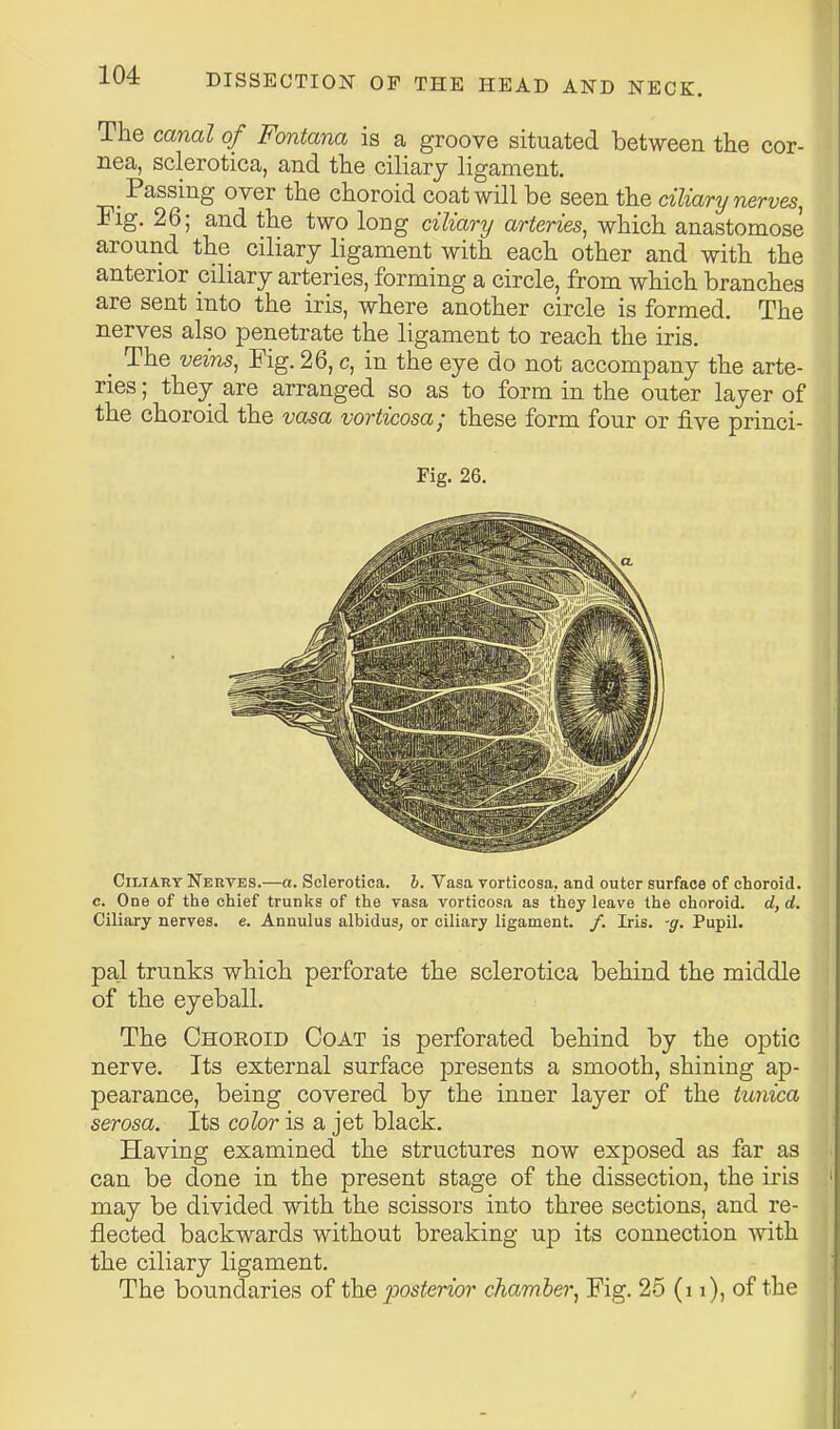 The canal of Fontana is a groove situated between the cor- nea, sclerotica, and the ciliary ligament. Passing over the choroid coat will be seen the ciliary nerves, Fig. 26; and the two long ciliary arteries, which anastomose around the ciliary ligament with each other and with the anterior ciliary arteries, forming a circle, from which branches are sent into the iris, where another circle is formed. The nerves also penetrate the ligament to reach the iris. _ The veins, Fig. 26, c, in the eye do not accompany the arte- ries ; they are arranged so as to form in the outer layer of the choroid the vasa vorticosa; these form four or five princi- Fig. 26. Ciliary Nerves.—a. Sclerotica, h. Vasa vorticosa, and outer surface of choroid, c. One of the chief trunks of the vasa vorticosa as they leave the choroid, d, d. Ciliary nerves, e. Annulus albidus, or ciliary ligament. /. Iris, -g. Pupil. pal trunks which perforate the sclerotica behind the middle of the eyeball. The Choroid Coat is perforated behind by the optic nerve. Its external surface presents a smooth, shining ap- pearance, being covered by the inner layer of the tunica serosa. Its color is a jet black. Having examined the structures now exposed as far as can be done in the present stage of the dissection, the iris may be divided with the scissors into three sections, and re- flected backwards without breaking up its connection with the ciliary ligament. The boundaries of \he posterior chamber, Fig. 25 (i i), of the