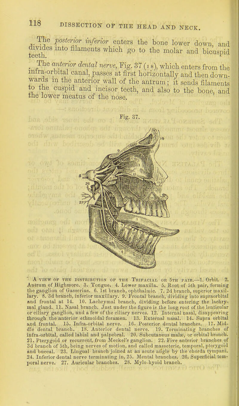 The posterior inferior enters the bone lower down and telth ^ ^^^ filaments which go to the molar and bicuspid _ The anterior dental nerve, Fig. 37 (i e), which enters from the mtra-orbital canal, passes at first horizontally and then down- wards m the anterior wall of the antrum; it sends filaments to the cuspid and incisor teeth, and also to the bone, and the lower meatus of the nose. Fig. 37. A VIEW OF THE disthibution op the Trifacial oe 5th pair.—1. Orbit. 2. Antrum of Highmore. 3. Tongue. 4. Lower maxilla. 5. Root of 5th pair, forming the ganglion of Gasserius. 6. Ist branch, ophthalmic. 7. 2d branch, superior maxil- lary. 8. 3d brainch, inferior maxillary. 9. Frontal branch, dividing into supraorbital and frontal at 14. 10. Lachrymal branch, dividing before entering the lachry- mal gland. 11. Nasal branch. Just under the figure is the long root of the lenticular or ciliary ganglion, and a few of the ciliary nerves. 12. Internal nasal, disappearing through the anterior ethmoidal foramen. 13. External nasal. 14. Supra orbital and frontal. 15. Infra-orbital nerve. 16. Posterior dental branches. 17. Mid- dle dental branch. 18. Anterior dental nerve. 19. Terminating branches of infra-orbital, called labial and palpebral. 20. Subcutaneus mala3, or orbital branch. 21. Pterygoid or recui-rent, from Meckel's ganglion. 22. Five anterior branches of 3d branch of 5th, being nerves of motion, and called masseteric, temporal, pterygoid and buccal. 23. Lingual branch joined at an acute angle by the chorda tynipani. 24. Inferior dental nerve terminating in, 25. Mental branches. 20. Superficial tem- poral nerve. 27. Auricular branches. 28. Mylo-hyoid branch.