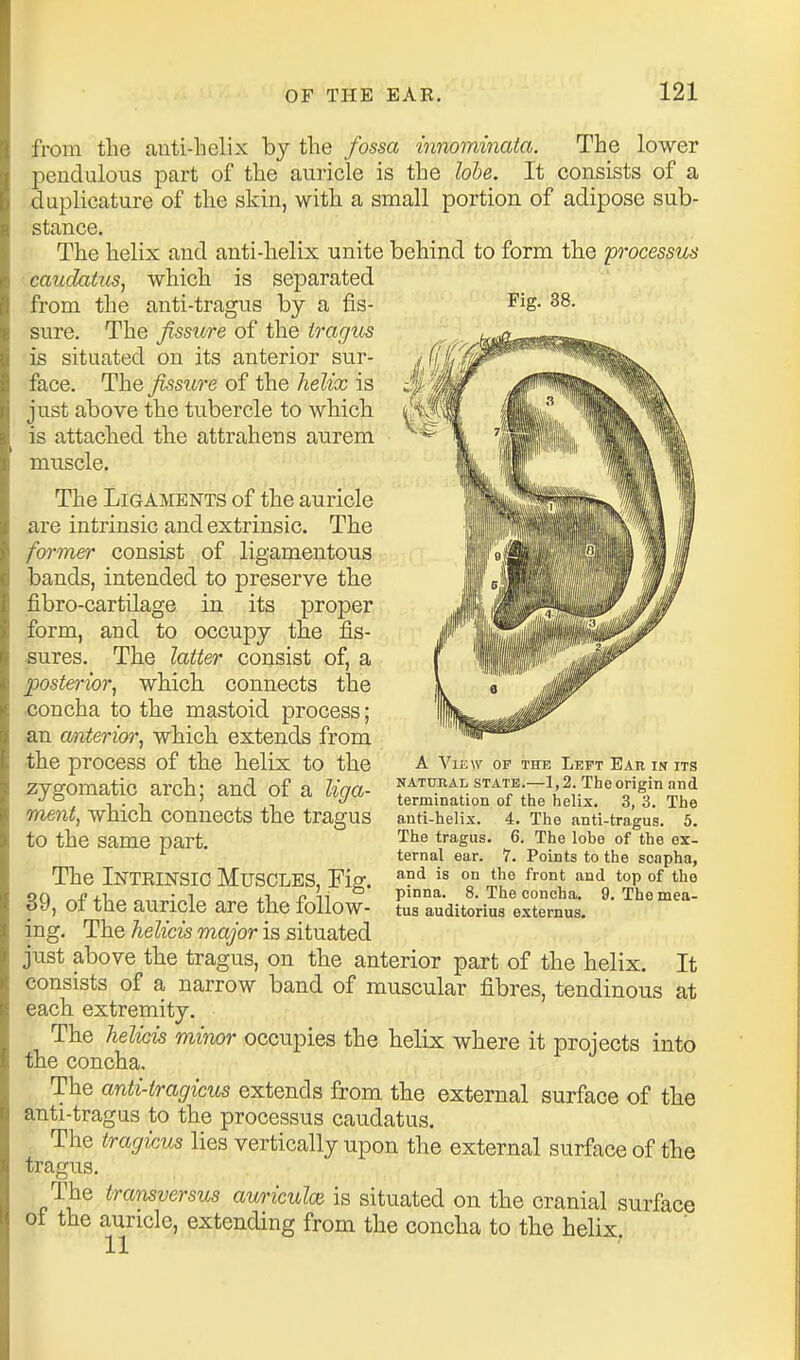 from the auti-lielix by the fossa innominata. The lower pendulous part of the auricle is the lohe. It consists of a duplicature of the skin, with a small portion of adipose sub- stance. The helix and anti-helix unite behind to form the processus caudaitcs, which is separated from the anti-tragus by a fis- Fig- 38. sure. The fissure of the tragus is situated on its anterior sur- face. The fissure of the helix is just above the tubercle to which is attached the attrahens aurem muscle. The Ligaments of the auricle are intrinsic and extrinsic. The former consist of ligamentous bands, intended to preserve the fibro-cartilage in its proper form, and to occupy the fis- sures. The latter consist of, a posterior^ which connects the <;oncha to the mastoid process; an anterior, which extends from the process of the helix to the zygomatic arch; and of a liga- ment, which connects the tragus to the same part. The Intrinsic Muscles, Fig. 39, of the auricle are the follow- ing. The helicis major is situated just above the tragus, on the anterior part of the helix. It consists of a narrow band of muscular fibres, tendinous at each extremity. The helicis minor occupies the helix where it projects into the concha. The anti-tragicus extends from the external surface of the anti-tragus to the processus caudatus. The tragicus lies vertically upon the external surface of the tragus. The transversus auriculce is situated on the cranial surface ot the auricle, extending from the concha to the helix, A View op the Left Ear in its NATUEAL state.—1,2. The Origin and termination of tlie helix. 3, 3. The anti-helix. 4. The anti-tragus. 5. The tragus. 6. The lobe of the ex- ternal ear. 7. Points to the scapha, and is on the front and top of the pinna. 8. The concha. 9. The mea- tus auditoriua externus.
