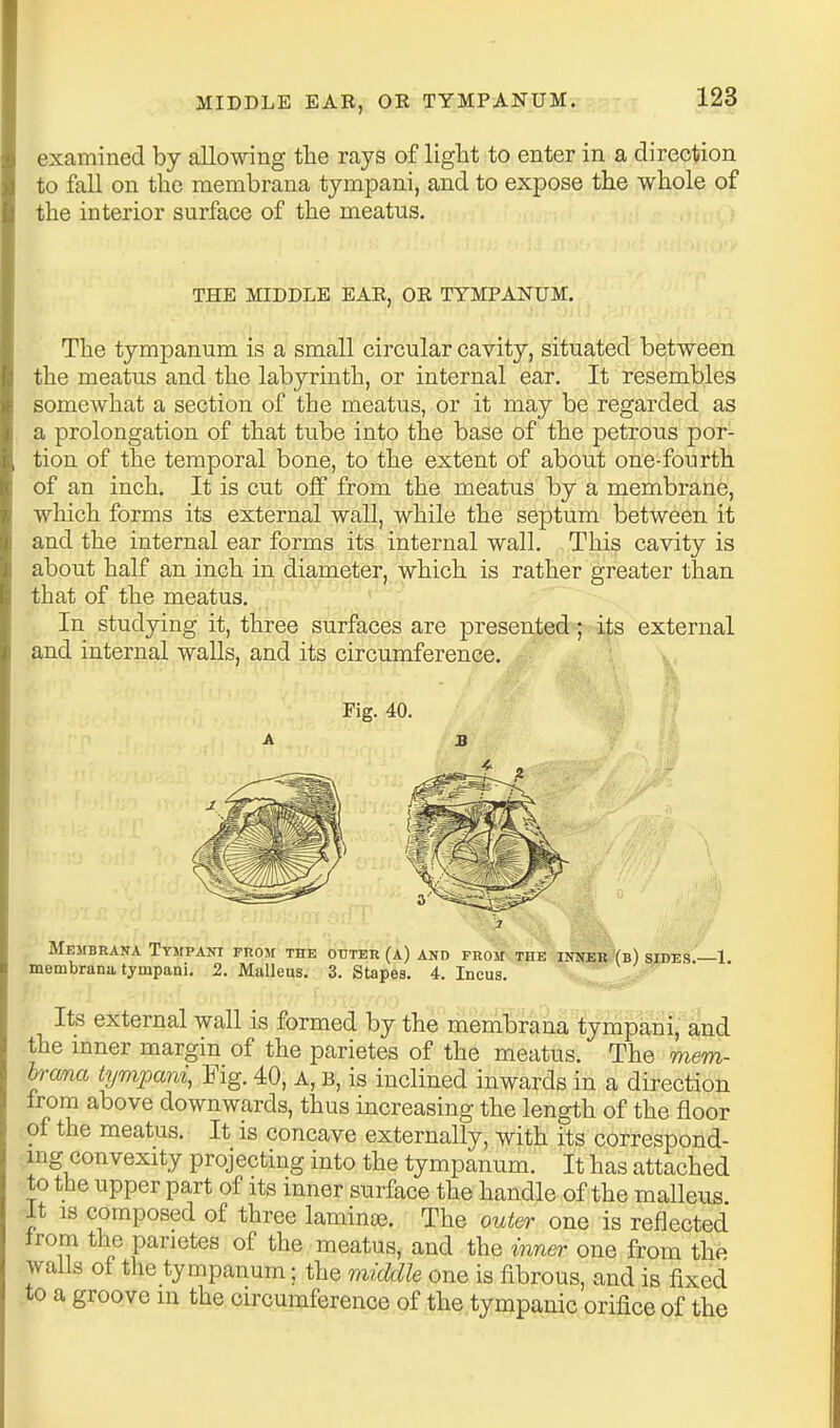 examined by allowing the rays of light to enter in a direction to fall on the membrana tympani, and to expose the whole of the interior surface of the meatus. > THE MIDDLE EAR, OR TYMPANUM. The tympanum is a small circular cavity, situated between the meatus and the labyrinth, or internal ear. It resembles somewhat a section of the meatus, or it may be regarded as a prolongation of that tube into the base of the petrous por- tion of the temporal bone, to the extent of about one-fourth of an inch. It is cut off from the meatus by a membrane, which forms its external wall, while the septum between it and the internal ear forms its internal wall. This cavity is about half an inch in diameter, which is rather greater than that of the meatus. In studying it, three surfaces are presented; its external and internal walls, and its circumference. Fig. 40. s Membrana Tympani from the oTrTEK(A) and from the inner (b) sides —1 membrana tympani. 2. Malleus. 3. Stapes. 4. Incus. Its external wall is formed by the membrana tympani, and the inner margin of the parietes of the meatus. The mem- brana tympani, Fig. 40, A, B, is inclined inwards in a direction from above downwards, thus increasing the length of the floor of the meatus. It is concave externally, with its correspond- ing convexity projecting into the tympanum. It has attached to the upper part of its inner surface the handle of the malleus it 18 composed of three laminae. The outer one is reflected trom the parietes of the meatus, and the inner one from the walls of the tympanum; the middle one is fibrous, and is fixed to a groove in the circumference of the tympanic orifice of the