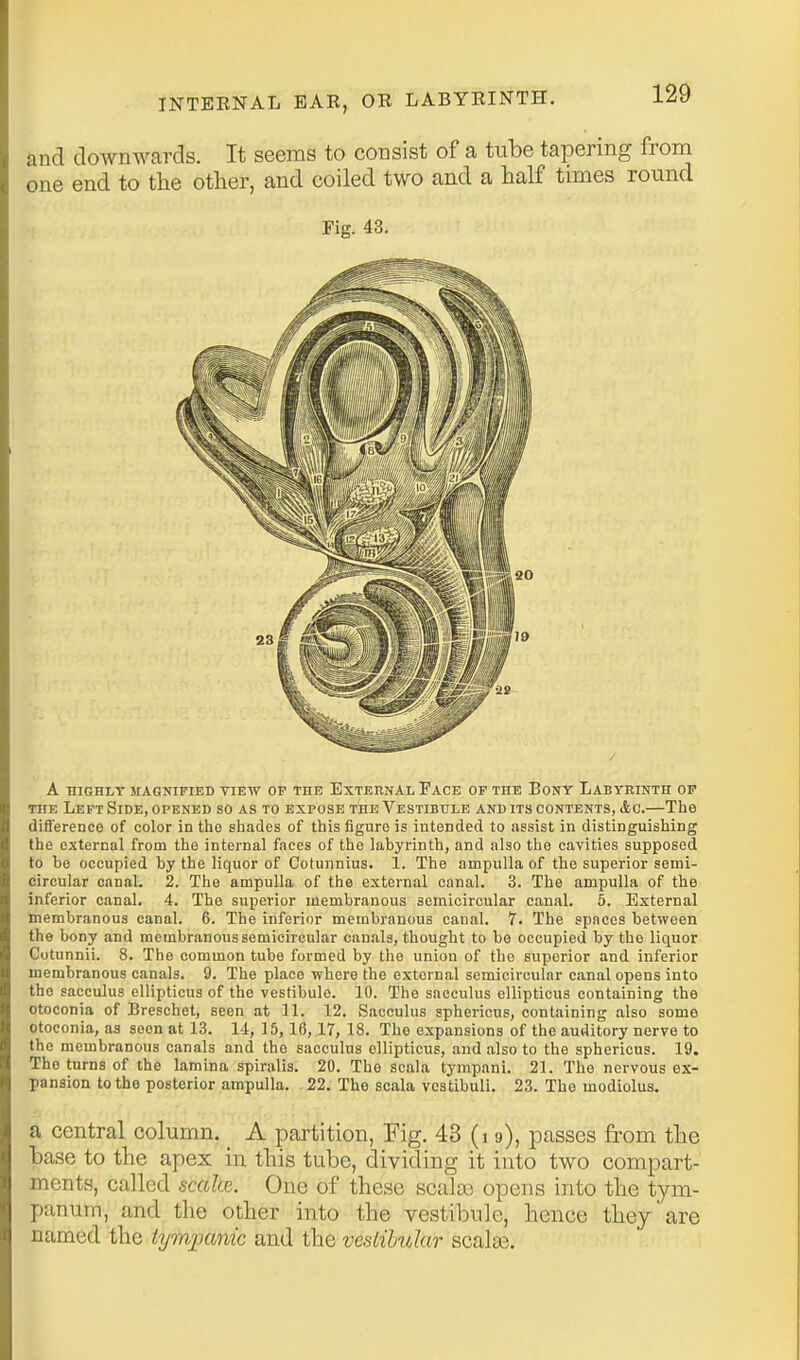 and downwards. It seems to consist of a tube tapering from one end to the other, and coiled two and a half times round Fig. 43. A HIGHLY MAGNIFIED VIEW OF THE EXTERNAL FACE OF THE BONY LABYRINTH OP THE Left Side, opened so as to expose the Vestibule and its contents, &c.—The difference of color in the shades of this figure is intended to assist in distinguishing the external from the internal faces of the lahyrinth, and also the cavities supposed to be occupied by the liquor of Cotunnius. 1. The ampulla of the superior semi- circular canal. 2. The ampulla of the external canal. 3. The ampulla of the inferior canal. 4. The superior membranous semicircular canal. 5. External membranous canal. 6. The inferior membranous canal. 7. The spaces between the bony and membranous semicircular canals, thought to be occupied by the liquor Cotunnii. 8. The common tube formed by the union of the superior and inferior membranous canals. 9. The place where the external semicircular canal opens into the sacculus ellipticus of the vestibule. 10. The sacculus ellipticus containing the otoconia of Breschet, seen at 11. 12, Sacculus sphericus, containing also some otoconia, as soon at 13. 14, 15,16,17, 18. The expansions of the auditory nerve to the membranous canals and the sacculus ellipticus, and also to the sphericus. 19. The turns of the lamina spiralis. 20. The scala tympani. 21. The nervous ex- pansion to the posterior ampulla. 22. The scala vcstibuli. 23. Tho modiolus. a central column. _ A partition, Fig. 43 _(i 9), passes from the base to the apex in this tube, dividing it into two compart- ments, called scalce. One of these scala) opens into the tym- panum, and the other into the vestibule, hence they are named the iympmiic and the vestilndar scalas.