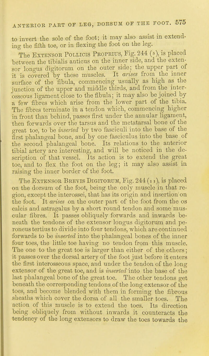 to invert the sole of the foot; it may also assist in extend- ing the fifth toe, or in flexing the foot on the leg. The Extensor Pollicis Proprius, Fig. 244 (5), is placed between the tibialis anticus on the inner side, and the exten- sor longns digitorum on the outer side; the upper part of it is covered by these muscles. It arises from the inner surface of the fibula, commencing usually as high as the junction of the upper and middle thirds, and from the inter- osseous ligament close to the fibula; it may also be joined by a few fibres which arise from the lower part of the tibia. The fibres terminate in a tendon which, commencing higher in front than behind, passes first under the annular ligament, then forwards over the tarsus and the metatarsal bone of the great toe, to be inserted by two fasciculi into the base of the first phalangeal bone, and by one fasciculus into the base_ of the second phalangeal bone. Its relations to the anterior tibial artery are interesting, and will be noticed in the de- scription of that vessel. Its action is to extend the great toe, and to flex the foot on the leg; it may also assist in raising the inner border of the foot. The Extensor Brevis Digitorum, Eig. 244 (11), is placed on the dorsum of the foot, being the only muscle in that re- gion, except the interossei, that has its origin and insertion on the foot. It arises on the outer part of the foot from the os calcis and astragalus by a short round tendon and some mus- cular fibres. It passes obliquely forwards and inwards be- neath the tendons of the extensor longus digitorum and pe- roneus tertius to divide into four tendons, which are continued forwards to be inserted into the phalangeal bones of the inner four toes, the little toe having no tendon from this muscle. The one to the great toe is larger than either of the others; it passes over the dorsal artery of the foot just before it enters the first interosseous space, and under the tendon of the long extensor of the great toe, and is inserted into the base of the last phalangeal bone of the great toe. The other tendons get beneath the corresponding tendons of the long extensor of the toes, and become blended with them in forming the fibrous sheaths which cover the dorsa of all the smaller toes. The action of this muscle is to extend the toes. Its direction being obliquely from without inwards it counteracts the tendency of the long extensors to draw the toes towards the