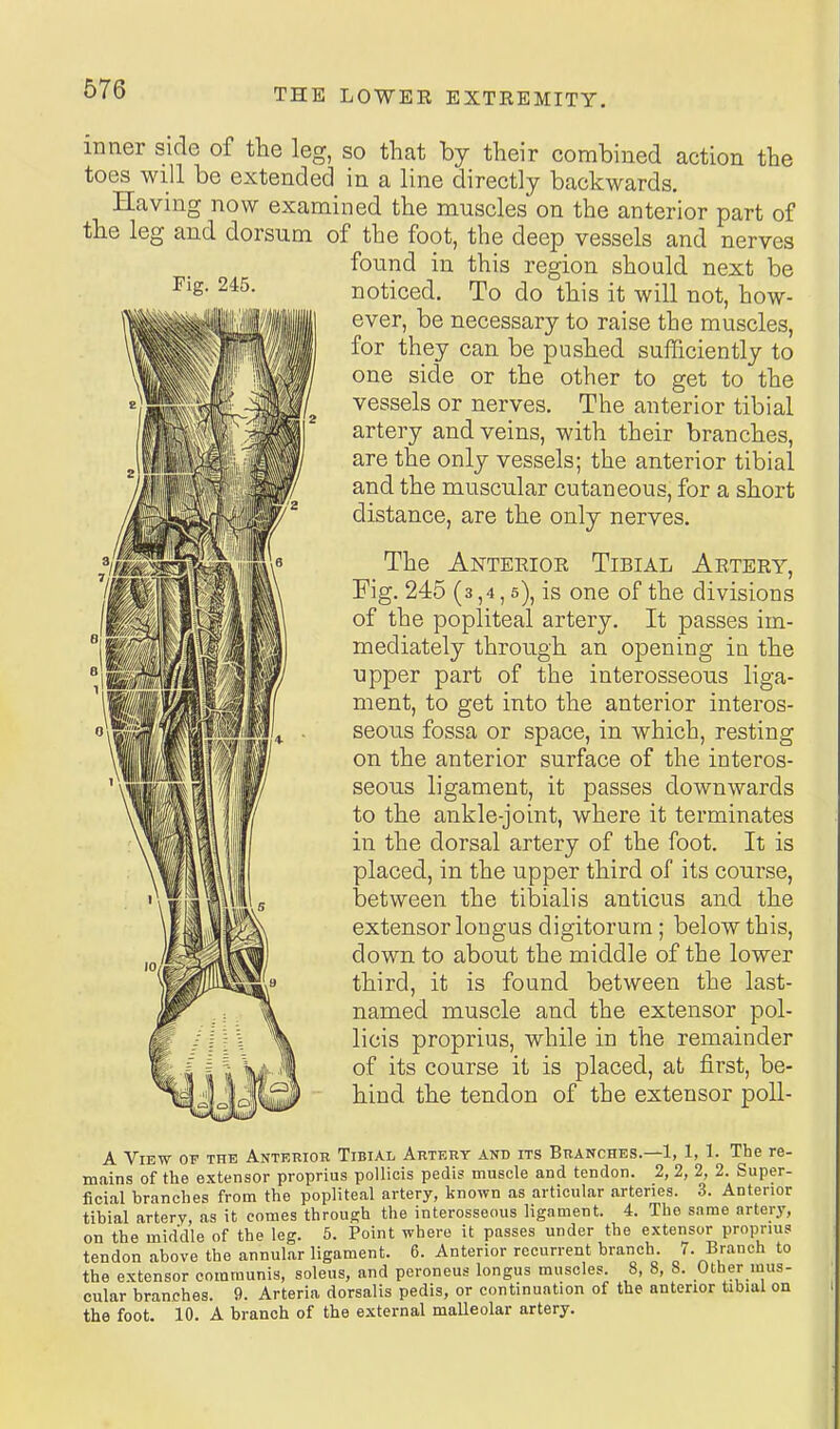 inner side of the leg, so that by their combined action the toes will be extended in a line directly backwards. Having now examined the muscles on the anterior part of the leg and dorsum of the foot, the deep vessels and nerves found in this region should next be Fig. 245. noticed. To do this it will not, how- ever, be necessary to raise the muscles, for they can be pushed sufficiently to one side or the other to get to the vessels or nerves. The anterior tibial artery and veins, with their branches, are the only vessels; the anterior tibial and the muscular cutaneous, for a short distance, are the only nerves. The Anterior Tibial Artery, Fig. 245 (3,4,5), is one of the divisions of the popliteal artery. It passes im- mediately through an opening in the upper part of the interosseous liga- ment, to get into the anterior interos- seous fossa or space, in which, resting on the anterior surface of the interos- seous ligament, it passes downwards to the ankle-joint, where it terminates in the dorsal artery of the foot. It is placed, in the upper third of its course, between the tibialis anticus and the extensor longus digitorum; below this, down to about the middle of the lower third, it is found between the last- named muscle and the extensor pol- licis proprius, while in the remainder of its course it is placed, at first, be- hind the tendon of the extensor poU- A View of the Anterior Tibial Artery and its Branches.—1, 1, 1. The re- mains of tlie extensor proprius poUicis pedis muscle and tendon. 2, 2, 2, 2. Super- ficial branches from the popliteal artery, known as articular arteries. 3. Anterior tibial artery, as it comes throua;h the interosseous ligament. 4. The same artery, on the middle of the leg. 5. Point where it passes under the extensor proprius tendon above the annul.ar ligament. 6. Anterior recurrent branch. /. Branch to the extensor communis, soleus, and peroneus longus muscles. 8, 8, 8. Other mus- cular branches. 9. Arteria dorsalis pedis, or continuation of the anterior tibial on the foot. 10. A branch of the external maUeolar artery.
