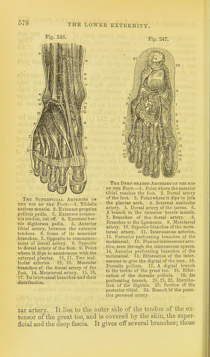 Fig. 246. The Superficial Arteries on THE TOP or THE FooT.—1. Tibialis anticus muscle. 2. Extensor proprius pollicis pedis. 3. Extensor commu- nis tendon, cut off. 4. Extensor bre- vis digitorum pedis. 5. Anterior tibial artery, between the extensor tendons. 6. Some of its muscular branches. 7. Opposite to commence- ment of dorsal artery. 8. Opposite to dorsal artery of the foot. 9. Point where it dips to anastomose with the external plantar. 10, 11. Two mal- leolar arteries. 12, 13. Muscular branches of the dorsal artery of the foot. 14. Metatarsal artery. 15,16, 17. Its interosseal branches and their distribution. Fig. 247. The Deep-seated Arteries on the top OP the Foot.—1. Point where the anterior tibial reaches the foot. 2. Dorsal artery of the foot. 3. Pointwhereit dips to join the plantar arch. 4. Internal malleolar artery. 5. Dorsal artery of the tarsus. 6. A branch to the extensor brevis muscle. 7. Branches of the dorsal artery. 8. Branches to the ligaments. 9. Metatarsal artery. 10. Superior branches of the meta- tarsal artery. 11. Interosseous arteries. 12. Posterior perforating branches of the metatarsal. 13. Plantar interosseous arte- ries, seen through the interosseous spaces. 14. Anterior perforating branches of the metatarsal. 15. Bifurcation of the inter- osseous to give the digital of the toes. 16. Dorsalis pollicis. 17. A digital branch to the inside of the great toe. 18. Bifur- cation of the dorsalis pollicis. 19. Its perforating branch. 20, 21, 22. Distribu- tion of the digitals. 23. Section of the posterior tibial. 24. Branch of the poste- rior peroneal artery. tar artery. It lies to the outer side of the tendon of the ex- tensor of the great toe, and is covered by the skin, the super- ficial and the deep fascia. It gives off several branches; those