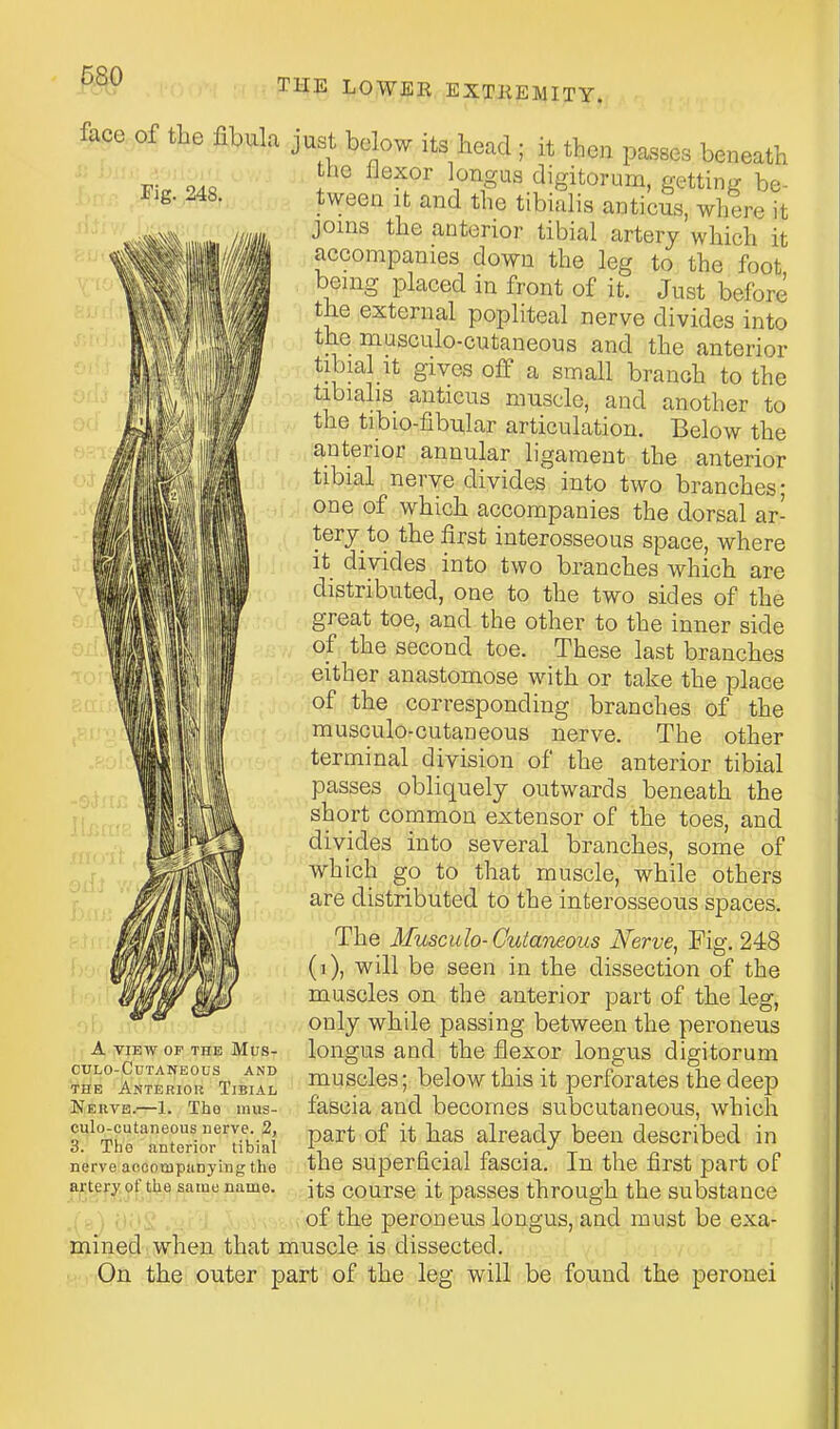Fig. ,248. i face of the fibuL. just below its head ; it then passes beneath the IJexor longus digitorum, getting be- tween It and the tibialis anticus, where it joins the anterior tibial artery which it accompanies down the leg to the foot being placed in front of it. Just before the external popliteal nerve divides into the musculo-cutaneous and the anterior tibial It gives off a small branch to the tibialis anticus muscle, and another to the tibio-libular articulation. Below the anterior annular ligament the anterior tibial nerve divides into two branches; one of which accompanies the dorsal ar- terj to the first interosseous space, where it divides into two branches which are distributed, one to the two sides of the great toe, and the other to the inner side of the second toe. These last branches either anastomose with or take the place of the corresponding branches of the musculo-cutaneous nerve. The other terminal division of the anterior tibial passes obliquely outwards beneath the short common extensor of the toes, and divides into several branches, some of which go to that muscle, while others are distributed to the interosseous spaces. The Musculo- Cutaneous Nerve, Fig. 248 (]), will be seen in the dissection of the muscles on the anterior part of the leg, only while passing between the peroneus longus and the flexor longus digitorum muscles; below this it perforates the deep fiascia and becomes subcutaneous, which part of it has already been described in the superficial fascia. In the first part of its course it passes through the substance of the peroneus longus, and must be exa- mined when that muscle is dissected. On the outer part of the leg will be found the peronei A VIEW OF THE MUS- CULO-CnTANEOUS AND THE Anteriok Tibial Nerve.—1. The mus- culo-cutaneous nerve. 2, 3. The anterior tibial nerve acoonipunying the artery of the same name.