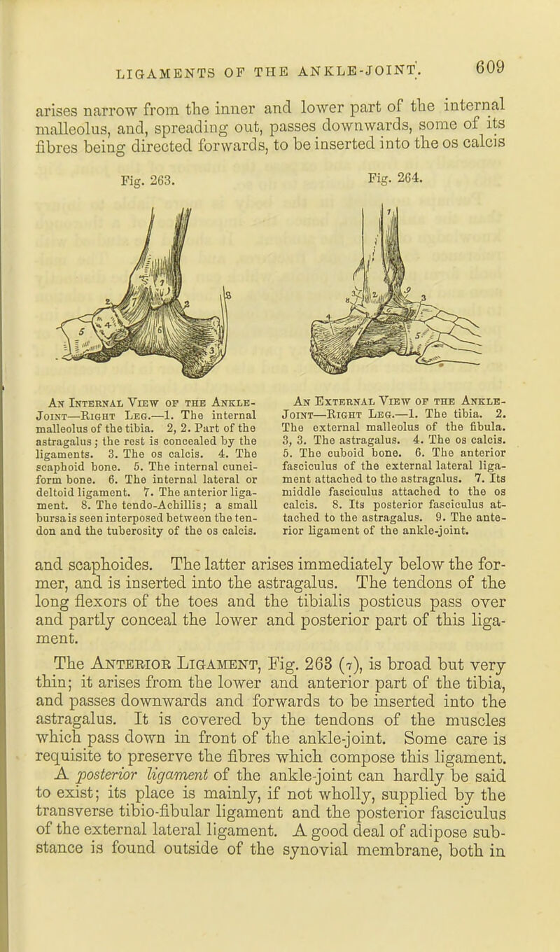 arises narrow from the inner and lower part of tbe internal malleolus, and, spreading out, passes downwards, some of its fibres being directed forwards, to be inserted into the os calcis Fig. 263. Fig- 264. An Internal View of the Ankle- JoiNT—Right Leg.—1. The internal malleolus of the tibia. 2, 2. Part of the astragalus; the rest is concealed by the ligaments. 3. The os calcis. 4. The scaphoid bone. 5. The internal cunei- form bone. 6. The internal lateral or deltoid ligament. 7. The anterior liga- ment. 8. The tendo-Achillis; a small bursa is seen interposed between the ten- don and the tuberosity of the os calcis. An External View of the Ankle- JoiNT—Right Leg.—1. The tibia. 2. The external malleolus of the fibula. 3, 3. The astragalus. 4. The os calcis. 6. The cuboid bone. 6. The anterior fasciculus of the external lateral liga- ment attached to the astragalus. 7. Its middle fasciculus attached to the os calcis. 8. Its posterior fasciculus at- tached to the astragalus. 9. The ante- rior ligament of the ankle-joint. and scaphoides. The latter arises immediately below the for- mer, and is inserted into the astragalus. The tendons of the long flexors of the toes and the tibialis posticus pass over and partly conceal the lower and posterior part of this liga- ment. The Anterior Ligament, Fig. 263 (7), is broad but very thin; it arises from the lower and anterior part of the tibia, and passes downwards and forwards to be inserted into the astragalus. It is covered by the tendons of the muscles which pass down in front of the ankle-joint. Some care is requisite to preserve the fibres which compose this ligament. A posterior ligament of the ankle-joint can hardly be said to exist; its place is mainly, if not wholly, supplied by the transverse tibio-fibular ligament and the posterior fasciculus of the external lateral ligament. A good deal of adipose sub- stance is found outside of the synovial membrane, both in