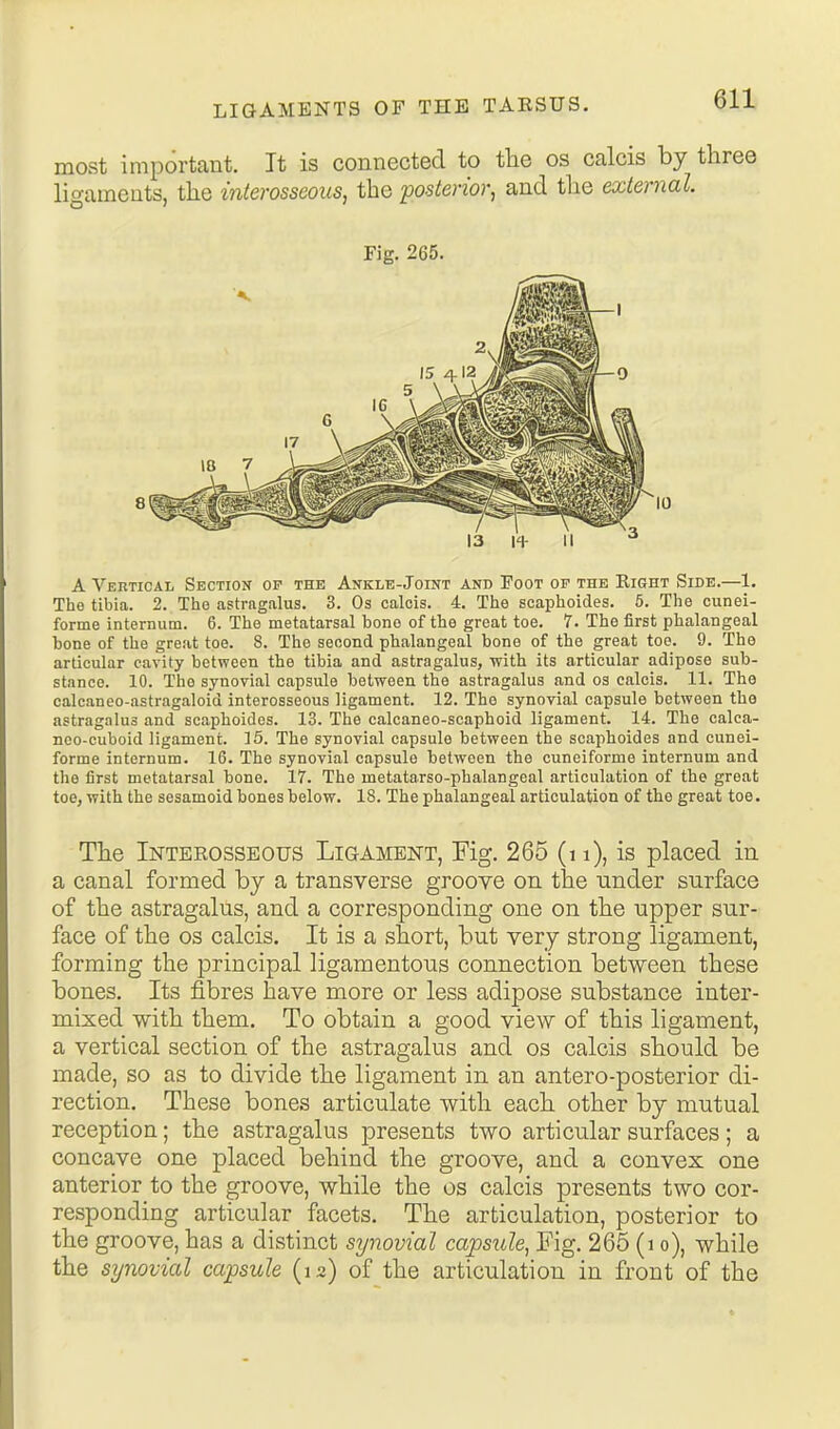 most important. It is connected to the os calcis by three ligaments, the interosseous, the posterior, and the external. Fig, 265. A Vertical Section op the Ankle-Joint Anb Foot op the Eight Side.—1. The tibia. 2. Tiio astragalus. 3. Os calcis. 4. Tlie scaphoides. 6. The cunei- forme internum. 6. The metatarsal bone of the great toe. 1. The first phalangeal bone of the great toe. 8. The second phalangeal bone of the great toe. 9. The articular cavity between the tibia and astragalus, with its articular adipose sub- stance. 10. The synovial capsule between the astragalus and os calcis. 11. The calcaneo-astragaloid interosseous ligament. 12. The synovial capsule between tho astragalus and scaphoides. 13. The calcaneo-scaphoid ligament. 14. The calca- noo-cuboid ligament. 15. The synovial capsule between the scaphoides and cunei- forme internum. 16. The synovial capsule between the cuneiforme internum and the first metatarsal bone. 17. The metatarso-phalangeal articulation of the great toe, with the sesamoid bones below. 18. The phalangeal articulation of the great toe. The Interosseous Ligament, Fig. 265 (i i), is placed in a canal formed by a transverse groove on the under surface of the astragalus, and a corresponding one on the upper sur- face of the os calcis. It is a short, but very strong ligament, forming the principal ligamentous connection between these bones. Its fibres have more or less adipose substance inter- mixed with them. To obtain a good view of this ligament, a vertical section of the astragalus and os calcis should be made, so as to divide the ligament in an antero-posterior di- rection. These bones articulate with each other by mutual reception; the astragalus presents two articular surfaces; a concave one placed behind the groove, and a convex one anterior to the groove, while the os calcis presents two cor- responding articular facets. The articulation, posterior to the groove, has a distinct synovial capsule, Fig. 265 (i o), while the synovial capsule (12) of the articulation in front of the