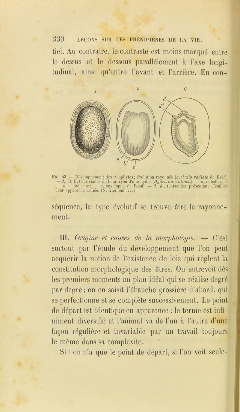 tiel. Au contraire, le contraste est moins marqué entre le dessus et le dessous parallèlement à l'axe longi- tudinal, ainsi qu'entre l'avant et l'arrière. En con- FiG. 43. — Dciveloppomeiit des zoophytcs ; cvoliiiion rayoïinco {evolutio radiata do Baër). — A, B, C, trois slades do l'omliryon d'une hydre (Ilydra aurantiaca). — a, eiilodcrme; — b, cctoderiiie; — c, eiivoloppo tic l'œuf; — d, d', tentacules présentant d'emblée leur apparence radiée. (N. Klciiieniicrg'.) séquence, le type évolutif se trouve être le rayonne- ment. III. Origine et causes de la morphologie. — C'est surtout par l'étude du développement que l'on peut acquérir la notion de l'existence de lois qui règlent la constitution morphologique des êtres. On entrevoit dès les premiers moments un plan idéal qui se réalise degré par degré; on en saisit l'ébauche grossière d'abord, qui se perfectionne et se complète successivement. Le point de départ est identique en apparence : le terme est infi- niment diversifié et l'animal va de l'un à l'autre d'une façon régulière et invariable par un travail toujours le môme dans sa complexité. Si l'on n'a que le point de départ, si l'on voit seule-