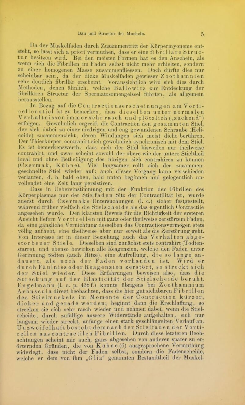 Da der Muskelfaden durch Zusammentritt der Körpermyonerae ent- stellt, so liisst sich a priori vermuthen, dass er eine fibrilläre Struc- tur besitzen wird. Bei den meisten Formen hat es den Anschein, als wenn sich die Fibrillen im Faden selbst nicht mehr erhielten, sondern zu einer homogenen Masse zusammenfliessen. Doch dürfte dies nur scheinbar sein, da der dicke Muskelfaden gewisser Zoothamnien sehr deutlich librillär erscheint. Voraussichtlich wird sich dies durch Methoden, denen ähnlich, welche Ballowitz zur Entdeckung der übrillären Structur der Spermatosomengeissel führten, als allgemein herausstellen. In Bezug auf die Contractionserscheinungen am Vorti- c eilen stiel ist zu bemerken, dass dieselben unter normalen Verhältnissen immer sehr rasch und plötzlich („zuckend) erfolgen. Gewöhnlich ergreift die Contraction den gesammten Stiel, der sich dabei zu einer niedrigen und eng gewundenen Schraube (Heli- coide) zusammenzieht, deren Windungen sich meist dicht berühren. Der Thierkörper contrahirt sich gewöhnlich synchronisch mit dem Stiel. Es ist bemerkenswerth, dass sich der Stiel bisweilen nur theilweise contrahirt, und zwar scheint sowohl der obere wie der untere Stieltheil local und ohne Betheiligung des übrigen sich contrahiren zu können (C z e r m a k, Kühn e). Viel langsamer rollt sich der zusammen- geschnellte Stiel wieder auf; auch dieser Vorgang kann verschieden verlaufen, d. h. bald oben, bald unten beginnen und gelegentlich un- vollendet eine Zeit lang persistiren. Dass in Uebereinstimmung mit der Funktion der Fibrillen des Körperplasmas nur der Stielfaden Sitz der Contractilität ist, wurde zuerst durch Czermaks Untersuchungen (1. c.) sicher festgestellt, während früher vielfach die Stielscheide als das eigentlich Conti-actile angesehen wurde. Den klarsten Beweis für die Richtigkeit der ersteren Ansicht liefern V o r t i c e 11 e n mit ganz oder theilweise zerstörtem Faden, da eine gänzliche Vernichtung desselben das Contractionsvermögen stets völlig aufhebt, eine theilweise aber nur soweit als die Zerstörung geht. Von Interesse ist in dieser Beziehung auch das Verhalten abge- storbener Stiele. Dieselben sind zunächst stets contrahirt (Todten- starre), und ebenso bewirken alle Reagenzien, welche den Faden unter Gerinnung tödten (auch Hitze), eine Aufrollung, die so lange an- dauert, als noch der Faden vorhanden ist. Wird er durch Fäulniss oder Reagenzien zerstört, so streckt sich der Stiel wieder. Diese Erfahrungen beweisen also, dass die Streckung auf der Elasticität der Stielscheide beruht. Engelmann (1. c. p. 438f) konnte übrigens bei Zoothamnium A r b u s c u 1 a direct beobachten, dass die hier gut sichtbaren Fibrillen des Stielmuskels im Momente der Contraction kürzer, dicker und gerade werden; beginnt dann die Erschlaffung, so strecken sie sich sehr rasch wieder und nehmen dabei, wenn die Stiel- scheide, durch zufällige äussere Widerstände aufgehalten, sich nur langsam wieder streckt, anfangs einen stark geschlängelten Verlauf an. U n z w e i f e 1 h af t b e s t e h t d e m n a c h d e r S t i e 1 f a d e n d e r Vo r t i - c e 11 e n a u s c o n t r a c t i 1 e n Fibrillen. Durch diese letzteren Beob- achtungen scheint mir auch, ganz abgesehen von anderen später zu er- örternden Gründen, die von Kühne (6) ausgesprochene Vermuthung widerlegt, dass nicht der Faden selbst, sondern die Fadenscheide, welche er dem von ihm „Glia genannten Bestandtheil der Muskel-