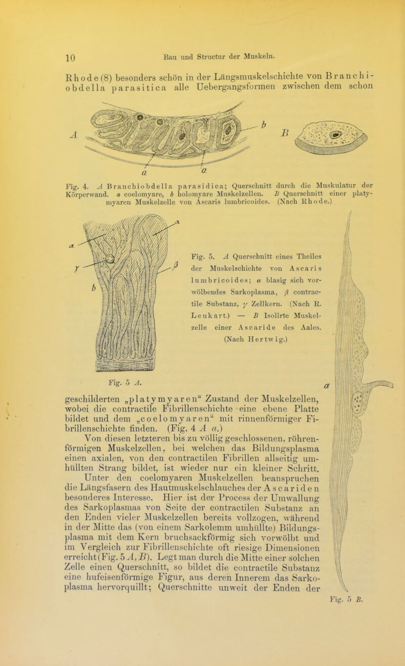 Rhode ( 8) besonders schön in der Längsmuskelschichte von B r a n c h i - obdella parasitica alle Uebergangsformen zwischen dem schon A Fig. 4. A Branchiobdella parasidica; Querschnitt durch die Muskulatur der Körperwand, a coelomyare, ö holomyare Muskelzellen. B Querschnitt einer platy- myaren Muskelzelle von Ascaris lumbricoides. (Nach Rhode.) Fig. 5. A Querschnitt eines Theiles der Muskelschichte von Ascaris lumbricoides; « blasig sich vor- wölbendes Sarkoplasma, ß contrac- tile Substanz, y Zellkern. (Nach R. Leukart.) — B Isolirte Muskel- zelle einer Ascaride des Aales. (Nach Hertwig.) Fig. 5 J. geschilderten „p 1 atym y ar e n Zustand der Muskelzellen, wobei die contractile Fibrillenschichte eine ebene Platte bildet und dem „coelomyaren mit rinnenförmiger Fi- brillenschichte finden. (Fig. 4 A a.) Von diesen letzteren bis zu völlig geschlossenen, röhren- förmigen Muskelzellen, bei Avelchen das Bildungsplasma einen axialen, von den contractilen Fibrillen allseitig um- hüllten Strang bildet, ist wieder nur ein kleiner Schritt. Unter den coelomyaren Muskelzellen beanspruchen die Längsfasern des Hautmuskelschlauches der A s c a r i d e n besonderes Interesse. Hier ist der Process der Urawallung des Sarkoplasmas von Seite der contractilen Substanz an den Enden vieler Muskelzellen bereits vollzogen, während in der Mitte das (von einem Sarkolemm umhüllte) Bildungs- plasma mit dem Kern bruchsackförmig sich vorwölbt und im Vergleich zur Fibrillenschichte oft riesige Dimensionen erreicht (Fig. 5 A , B). Legt man durch die Mitte einer solchen Zelle einen Querschnitt, so bildet die contractile Substanz eine hufeisenförmige Figur, aus deren Innerem das Sarko- plasma hervorquillt; Querschnitte unweit der Enden der