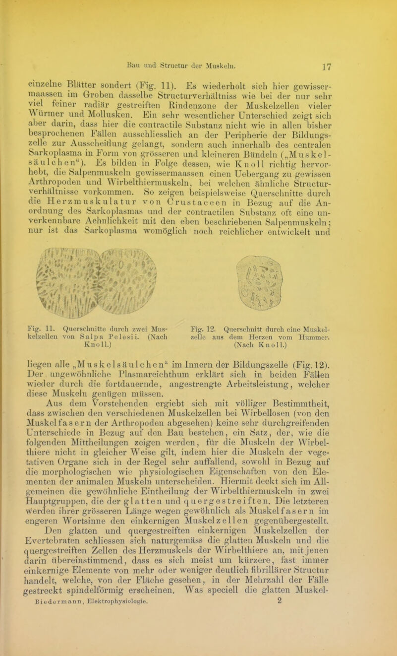 einzelne Blätter sondert (Fig. 11). Es wiederholt sich hier gewisser- maassen im Groben dasselbe Structurverlialtniss wie bei der nur sehr viel leiner radiär gestreiften Rindenzone der Muskelzellen vieler Würmer und Mollusken. Ein sehr wesentlicher Unterschied zeigt sich aber darin, dass hier die contractile Substanz nicht wie in allen bisher besprochenen Fällen ausschliesslich an der Peripherie der Bildungs- zelle zur Ausscheidung gelangt, sondern auch innerhalb des centralen Sarkoplasma in Form von grösseren und kleineren Bündeln („Muskel- säulchen). Es bilden in Folge dessen, Avie Knoll richtig hervor- hebt, die Salpenmuskeln gewissermaassen einen Uebergang zu gewissen Arthropoden und \A'irbelthierniuskeln, bei welchen ähnliche Structur- verhältnisse vorkommen. So zeigen beispielsweise Querschnitte durch die Herzmuskulatur von Crustaceen in Bezug auf die An- ordnung des Sarkoplasmas und der contractilen Substanz oft eine un- verkennbare Aehnlichkeit mit den eben beschriebenen Salpenmuskeln; nur ist das Sarkoplasma womöglich noch reichlicher entwickelt und r Iii-- Figf. 11. Querschnitte durch zwei Mus- kelzellen von .Salpa Pelesii. (Nach Knoll.) Fig. 12. Querschnitt durch eine Muskel- zelle aus dem Herzen vom Hummer. (Nach Knoll.) liegen alle „M u s k e 1 s ä u 1 c hen im Innern der Bildungszelle (Fig. 12). Der ungewöhnliche Plasmareichthum erklärt sich in beiden Fällen wieder durch die fortdauernde, angestrengte Arbeitsleistung, welcher diese Muskeln genügen müssen. Aus dem Vorstehenden ergiebt sich mit völliger Bestimmtheit, dass zwischen den verschiedenen Muskelzellen bei Wirbellosen (von den Muskelfasern der Arthropoden abgesehen) keine sehr durchgreifenden Unterschiede in Bezug auf den Bau bestehen, ein Satz, der, wie die folgenden Mittheilungen zeigen werden, für die Muskeln der Wirbel- thiere nicht in gleicher Weise gilt, indem hier die Muskeln der vege- tativen Organe sich in der Regel sehr auffallend, soAvohl in Bezug auf die morphologischen wie physiologischen Eigenschaften von den Ele- menten der animalen Muskeln unterscheiden. Hiermit deckt sich im All- gemeinen die gewöhnliche Eintheilung der Wirbelthiermuskeln in zwei Hauptgruppen, die der glatten und quergestreiften. Die letzteren werden ihrer grösseren Länge wegen gewöhnlich als Muskelfasern im engeren Wortsinne den einkernigen Muskelz eilen gegenübergestellt. Den glatten und quergestreiften einkernigen Muskelzellen der Evertebraten schliessen sich naturgemäss die glatten Muskeln und die quergestreiften Zellen des Herzmuskels der Wirbelthiere an, mit jenen darin übereinstimmend, dass es sich meist um kürzere, fast immer einkernige Elemente von mehr oder weniger deutlich fibrillärer Structur handelt, welche, von der Fläche gesehen, in der Mehrzahl der Fälle gestreckt spindelförmig erscheinen. Was speciell die glatten Muskel- Biedermann, Elektrophysiologie. 2