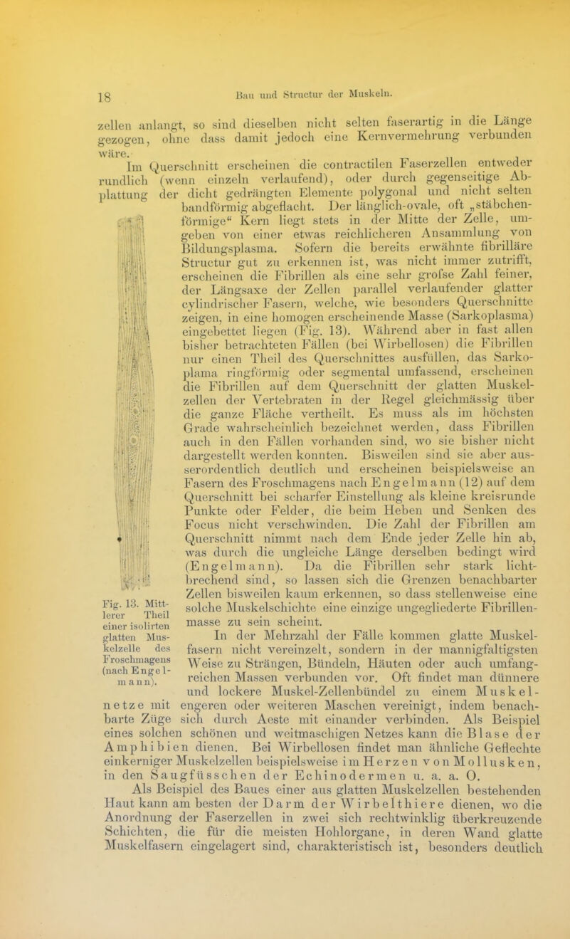 zollen anlangt, so sind dieselben nicht selten faserartig- in die Länge gezogen, ohne dass damit jedoch eine Kernvermehrung verbunden wäre. Im Querschnitt erscheinen die contractilen Faserzellen entweder rundlich (wenn einzeln verlaufend), oder durch gegenseitige Ab- plattung der dicht gedrängten Elemente polygonal und nicht selten bandförmig abgeflacht. Der länglich-ovale, oft „stäbchen- förmige Kern Hegt stets in der Mitte der Zelle, um- geben von einer etwas reichlicheren Ansammlung von Bildungsplasma. Sofern die bereits erwähnte fibrilläre Structur gut zu erkennen ist, was nicht immer zutrifft, erscheinen die Fibrillen als eine sehr grofse Zahl feiner, der Längsaxe der Zellen parallel verlaufender glatter cylindrischer Fasern, welche, Avie besonders Querschnitte zeigen, in eine homogen erscheinende Masse (Sarkoplasma) eingebettet Hegen (Fig. 13). Während aber in fast allen bisher betrachteten Fällen (bei Wirbellosen) die Fibrillen nur einen Theil des Querschnittes ausfüllen, das Sarko- plama ringförmig oder segmental umfassend, erscheinen die Fibrillen auf dem Querschnitt der glatten Muskel- zellen der Vertebraten in der Regel gleichmässig über die ganze Fläche vertheilt. Es muss als im höchsten Grade wahrscheinlich bezeichnet werden, dass Fibrillen auch in den Fällen vorhanden sind, wo sie bisher nicht dargestellt werden konnten. Bisweilen sind sie aber aus- serordentlich deutlich und erscheinen beispielsweise an Fasern des Froschmagens nach Engel m a n n (12) auf dem Querschnitt bei scharfer Einstellung als kleine kreisrunde Punkte oder Felder, die beim Heben und Senken des Focus nicht verschwinden. Die Zahl der Fibrillen am • Querschnitt nimmt nach dem Ende jeder was durch die ungleiche Länge derselben (En gel mann). Da die Fibrillen sehr brechend sind, so lassen sich die Grenzen Zellen bisweilen kaum erkennen, so dass stellenweise eine solche Muskelschiclite eine einzige ungegliederte Fibrillen- masse zu sein scheint. In der Mehrzahl der Fälle kommen glatte Muskel- fasern nicht vereinzelt, sondern in der mannigfaltigsten Weise zu Strängen, Bündeln, Häuten oder auch umfang- reichen Massen verbunden vor. Oft findet man dünnere und lockere Muskel-Zellenbündel zu einem Muskel- engeren oder weiteren Maschen vereinigt, indem benach- sich durch Aeste mit einander verbinden. Als Beispiel eines solchen schönen und weitmaschigen Netzes kann die Blase der Amphibien dienen. Bei Wirbellosen findet man ähnliche Geflechte einkerniger Muskclzellen beispielsweise i m H e r z e n v o n M o 11 u s k e n, in den Saugfüsschen der Echinodermen u. a. a. 0. Als Beispiel des Baues einer aus glatten Muskelzellen bestehenden Haut kann am besten der Darm derWirbelthiere dienen, wo die Anordnung der Faserzellen in zwei sich rechtwinklig überkreuzende Schichten, die für die meisten Hohlorgane, in deren Wand glatte Muskelfasern eingelagert sind, charakteristisch ist, besonders deutlich Fig. 13. Mitt- lerer Theil einer isolirten glatten Mus- kelzelle des Froschmagens (nach Engel- ni ann). netze mit harte Züge Zelle hin ab, bedingt wird stark licht- benachbarter