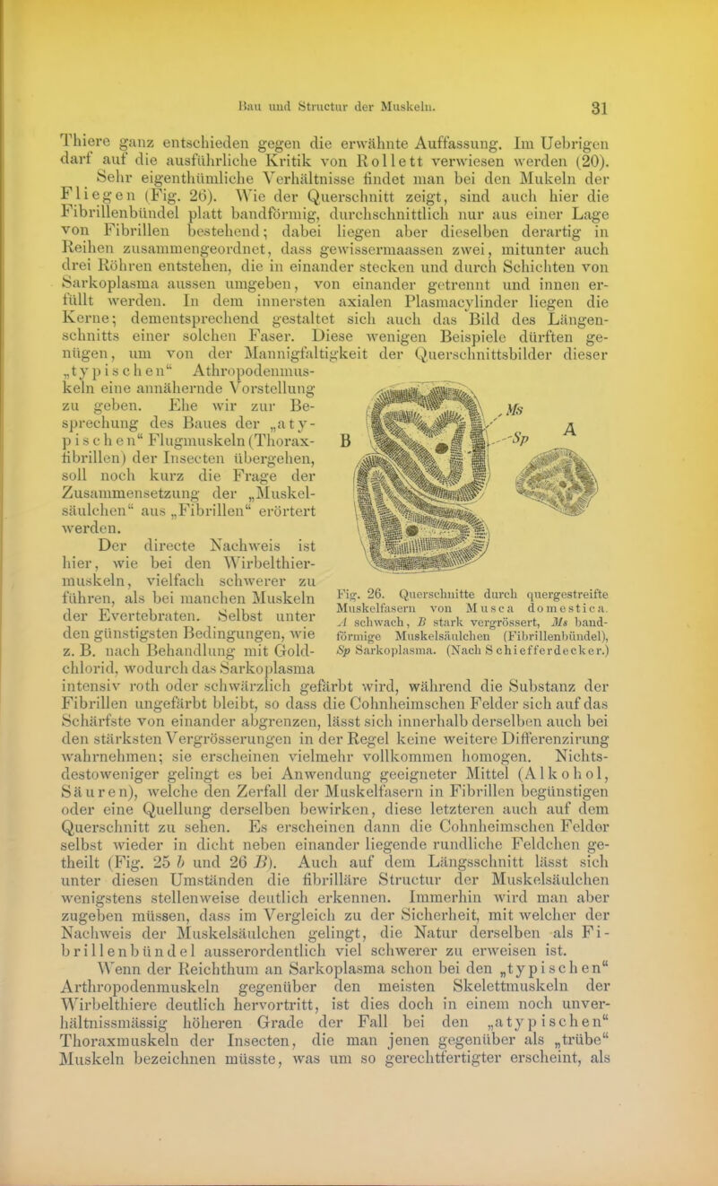 Thiere ganz entschieden gegen die erwähnte Auffassung. Im Uebrigen darf auf die ausführliche Kritik von Rollett verwiesen werden (20). Sehr eigenthümliche Verhältnisse findet man bei den Mukeln der Fliegen (Fig. 26). Wie der Querschnitt zeigt, sind auch hier die Fibrillenbündel phitt bandförmig, dui'chschnittlich nur aus einer Lage von Fibrillen bestehend; dabei liegen aber dieselben derartig in Reihen zusanimengeordnet, dass gewissermaassen zwei, mitunter auch drei Röhren entstehen, die in einander stecken und durch Schichten von Sarkoplasma aussen umgeben, von einander getrennt und innen er- füllt werden. In dem innersten axialen Plasmacylinder liegen die Kerne; dementsprechend gestaltet sich auch das Bild des Längen- schnitts einer solchen Faser. Diese wenigen Beispiele dürften ge- nügen, um von der Manniglaltigkeit der Querschnittsbilder dieser „typischen Athropodenmus- keln eine annähernde Vorstellung zu geben. Ehe wir zur Be- sprechung des Baues der „aty- pische n Flugmuskeln (Thorax- iibrillen) der Insecten übergehen, soll noch kurz die Frage der Zusammensetzung der „Muskel- säulchen aus „Fibrillen erörtert werden. Der directe Nachweis ist hier, wie bei den Wirbelthier- muskeln, vielfach schwerer zu führen, als bei manchen Muskeln der Evertebraten. Selbst unter den günstigsten Bedingungen, wie z. B. nach Behandlung mit Gold- chlorid, wodurch das Sarkoplasma intensiv roth oder schwärzlich gefärbt wird, während die Substanz der Fibrillen ungefärbt bleibt, so dass die Cohnheimschen Felder sich auf das Schärfste von einander abgrenzen, lässt sich innerhalb derselben auch bei den stärksten Vergrösserungen in der Regel keine weitere Differenzirung wahrnehmen; sie erscheinen vielmehr vollkommen homogen. Nichts- destoweniger gelingt es bei Anwendung geeigneter Mittel (Alkohol, Säuren), Avelche den Zerfall der Muskelfasern in Fibrillen begünstigen oder eine Quellung derselben bewirken, diese letzteren auch auf dem Querschnitt zu sehen. Es erscheinen dann die Cohnheimschen Felder selbst wieder in dicht neben einander liegende rundliche Feldchen ge- theilt (Fig. 25 h und 26 B). Auch auf dem Längsschnitt lässt sich unter diesen Umständen die fibrilläre Structur der Muskelsäulchen wenigstens stellenweise deutlich erkennen. Immerhin wird man aber zugeben müssen, dass im Vergleich zu der Sicherheit, mit welcher der Nachweis der Muskelsäulchen gelingt, die Natur derselben als Fi- brillenbündel ausserordentlich viel schwerer zu erweisen ist. Wenn der Reichthum an Sarkoplasma schon bei den „typischen Arthropodenmuskeln gegenüber den meisten Skelettmuskeln der Wirbelthiere deutlich hervortritt, ist dies doch in einem noch unver- hältnissmässig höheren Grade der Fall bei den „atypischen Thoraxmuskeln der Insecten, die man jenen gegenüber als „trübe Muskeln bezeichnen müsste, was um so gerechtfertigter erscheint, als Fi^. 26. Querschnitte durch quergestreifte Muskelfasern von M u s c a d o m e s t i c a. A schwach, B stark vergrössert, Ms band- förmige Muskelsäulchen (Fibrillenbündel), Sp Sarkoplasma. (Nach S ch i e f f e r de c k e r.)