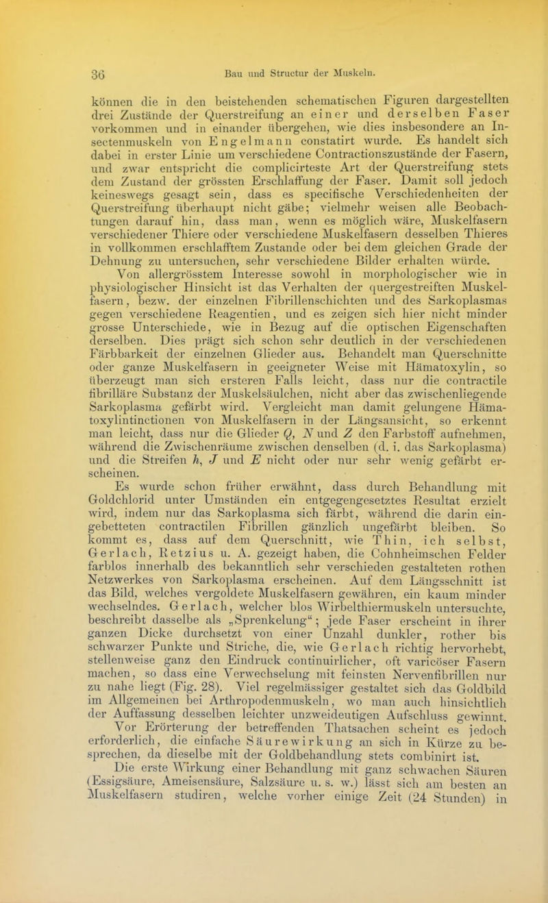können die in den beistehenden schematischen Figuren dargestellten drei Zustände der Querstreifung an einer und derselben Faser vorkommen und in einander übergehen, wie dies insbesondere an In- sectenmuskeln von Engelmann constatirt wurde. Es handelt sich dabei in erster Linie um verschiedene Contractionszustände der Fasern, und zwar entspricht die complicirteste Art der Querstreifung stets dem Zustand der grössten Erschlaffung der Faser. Damit soll jedoch keineswegs gesagt sein, dass es specifische Verschiedenheiten der Querstreifung überhaupt nicht gäbe; vielmehr weisen alle Beobach- tungen darauf hin, dass man, wenn es möglich Aväre, Muskelfasern verschiedener Thiere oder verschiedene Muskelfasern desselben Thieres in vollkommen erschlafftem Zustande oder bei dem gleichen Grade der Dehnung zu untersuchen, sehr verschiedene Bilder erhalten Avürde. Von allergrösstem Interesse sowohl in morphologischer wie in physiologischer Hinsicht ist das Verhalten der quergestreiften Muskel- fasern , bezw. der einzelnen Fibrillenschichten und des Sarkoplasmas gegen verschiedene Reagentien, und es zeigen sich hier nicht minder grosse Unterschiede, wie in Bezug auf die optischen Eigenschaften derselben. Dies prägt sich schon sehr deutlich in der verschiedenen Färbbarkeit der einzelnen Glieder aus. Behandelt man Querschnitte oder ganze Muskelfasern in geeigneter Weise mit Hämatoxylin, so übei'zeugt man sich ersteren Falls leicht, dass nur die contractile tibrilläre Substanz der Muskelsäulchen, nicht aber das zwischenliegende Sarkoplasma gefärbt wird. Vergleicht man damit gelungene Häma- toxylintinctionen von Muskelfasern in der Längsansicht, so erkennt man leicht, dass nur die Glieder Q, N und Z den Farbstoff aufnehmen, während die Zwischenräume zwischen denselben (d, i. das Sarkoplasma) und die Streifen h, J und E nicht oder nur sehr wenig gefärbt er- scheinen. Es wurde schon früher erwähnt, dass durch Behandlung mit Goldchlorid unter Umständen ein entgegengesetztes Resultat erzielt wird, indem nur das Sarkoplasma sich färbt, während die darin ein- gebetteten contractilen Fibrillen gänzlich ungefärbt bleiben. So kommt es, dass auf dem Querschnitt, wie Thin, ich selbst. Gerlach, Retzius u. A. gezeigt haben, die Cohnheimschen Felder farblos innerhalb des bekanntlich sehr verschieden gestalteten rothen Netzwerkes von Sarkoplasma erscheinen. Auf dem Längsschnitt ist das Bild, welches vergoldete Muskelfasern gewähren, ein kaum minder wechselndes. Ger lach, welcher blos Wirbelthiermuskeln untersuchte, beschreibt dasselbe als „Sprenkelung; jede Faser erscheint in ihrer ganzen Dicke durchsetzt von einer Unzahl dunkler, rother bis schwarzer Punkte und Striche, die, wie Gerlach richtig hervorhebt, stellenweise ganz den Eindruck continuirlicher, oft varicöser Fasern machen, so dass eine Verwechselung mit feinsten Nervenfibrillen nur zu nahe Hegt (Fig. 28). Viel regelmässiger gestaltet sich das Goldbild im Allgemeinen bei Arthropodenmuskeln, wo man auch hinsichtlich der Auffassung desselben leichter unzweideutigen Aufschluss gewinnt. Vor Erörterung der betreffenden Thatsachen scheint es jedoch erforderlich, die einfache Säure Wirkung an sich in Kürze zu be- sprechen, da dieselbe mit der Goldbehandlung stets combinirt ist. Die erste Wirkung einer Behandlung mit ganz schwachen Säuren (Essigsäure, Ameisensäure, Salzsäure u. s. w.) lässt sich am besten an Muskelfasern studiren, welche vorher einige Zeit (24 Stunden) in