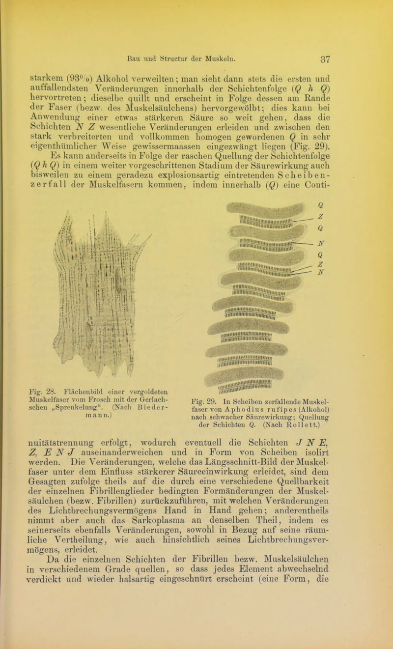 starkem (93*^ o) Alkohol verweilten; man sieht dann stets die ersten und auffallendsten Veränderungen innerhalb der Schichtenfolge (Q h Q) hervortreten; dieselbe quillt und erscheint in Folge dessen am Rande der Faser (bezw. des Muskelsäulchens) hervorgewölbt; dies kann bei Anwendung einer etwas stärkeren Säure so weit gehen, dass die Schichten N Z wesentliche Veränderungen erleiden und zwischen den stark verbreiterten und vollkommen homogen gewordenen Q in sehr eigenthümlicher Weise gewissermaassen eingezwängt liegen (Fig. 29). Es kann anderseits in Folge der raschen Quellung der Schichtenfolge (Q h Q) in einem weiter vorgeschrittenen Stadium der Säurewirkung auch bisweilen zu einem geradezu explosionsartig eintretenden Scheiben- zerfall der Muskelfasern kommen, indem innerhalb (Q) eine Conti- 1''«I ''Ii. •I 11111(11,,, ' V ' ''''•i'iViTiiT, ■'-*.'.'l«»'.'''ir iMiiiiimimii' mitiuiiiisj,, , (itfii-• --SgWJUliii'.iJilliiii,,,,, Q z Q K Q IltliüMVlfiftH Fig. 28. Fläclienbild einer vergoldeten Vä«»«^'*''' Muskelfaser vom Frosch mit der Gerlach- pig. 29. In Scheiben zerfallende Muskel- schen „Spreukelung. (Nach Bieder- faser von Aphodius rufipes (Alkohol) ^^'^•^ nach schwacher Säurewirkung; Quellung der Schichten Q. (Nach Rollett.) nuitätstrennuug erfolgt, wodurch eventuell die Schichten J N E, Z. E N J auseinanderweichen und in Form von Scheiben isolirt werden. Die Veränderungen, welche das Längsschnitt-Bild der Muskel- faser unter dem Einfluss stärkerer Säureeinwirkung erleidet, sind dem Gesagten zufolge theils auf die durch eine verschiedene Quellbarkeit der einzelnen Fibrillenglieder bedingten Formänderungen der Muskel- säulchen (bezw. Fibrillen) zurückzuführen, mit welchen Veränderungen des Lichtbrechungsvermögens Hand in Hand gehen; anderentheils nimmt aber auch das Sarkoplasma an denselben Theil, indem es seinerseits ebenfalls Veränderungen, sowohl in Bezug auf seine räum- h'che Vertheilung, wie auch hinsichtlich seines Lichtbrechungsver- raögens, erleidet. Da die einzelnen Schichten der Fibrillen bezw. Muskelsäulchen in verschiedenem Grade quellen, so dass jedes Element abwechselnd verdickt und wieder halsartig eingeschnürt erscheint (eine Form, die