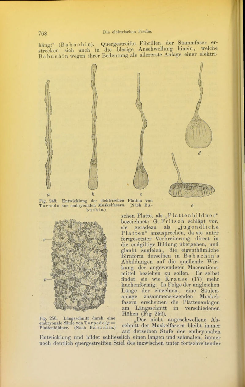 hän&t (B a b u c h i n). Quergestreifte Fibrillen der Stammfaser er- strecken sich auch in die blasige Anschwellung hinein, welche Babuchin wegen ihrer Bedeutung als allererste Anlage einer elektri- 11 a h Fig. 249. Entwickhmg der elektrischen Torpedo aus embryonalen Muskelfasern. buchin.) C Platten von (Nach B a - P— sehen Platte, als „Plattenbildner bezeichnet; G. Fritsch schlägt vor, sie geradezu als „jugendliche Platten anzusprechen, da sie unter fortgesetzter Verbreiterung direct in die endgiltige Bildung übergehen, und glaubt zugleich, die eigenthüraliche Birnform derselben in B ab u c h i n 's Abbildungen auf die quellende Wir- kung der angewendeten Macerations- raittel beziehen zu sollen. Er selbst findet sie wie Krause (17) mehr kuchenförmig. In Folge der ungleichen Länge der einzelnen, eine Säulen- anlage zusammensetzenden Muskel- fasern erscheinen die Plattenanlagen am Längsschnitt in verschiedenen Höhen (Fig 250). „Der nicht angeschwollene Ab- schnitt der Muskelfasern bleibt immer auf derselben Stufe der embryonalen Entwicklung und bildet schliesslich einen langen und schmalen, immer noch deutlich quergestreiften Stiel des inzwischen unter fortschreitender p— Fig. 250. Längsschnitt durch eine embryonale Säule von Torpedo(jo = Plattenbildner. (Nach Babuchin.)