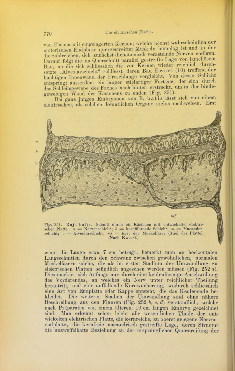 von Plasma mit eingelagerten Kernen, welche höchst wahrscheinlich der motorischen Endplatte quergestreifter Muskeln homolog ist und in der die zahlreichen, sich zunächst dichotomisch verästelnde Nerven endigen. Darauf folgt die im Querschnitt parallel gestreifte Lage von lamellosem Bau, an die sich schliesslich die von Kernen wieder reichlich durch- setzte „Alveolarschicht schliesst, deren Bau Ewart (10) treffend der huchtigen Innenwand der Froschlunge vergleicht. Von dieser fechicht entspringt ausserdem ein langer stielartiger Fortsatz, der sich durch das Schleimgewebe des Faches nach hinten erstreckt, um m der binde- gewebigen Wand des Kästchens zu enden (Fig. 251). Bei ganz jungen Embryonen von R. batis lässt sich von einem elektrischen, als solchen kenntlichen Organe nichts nachweisen. Erst Fig. 251. Raja batis. Schnitt durch ein Kästchen mit entwickelter elektri- scher Platte, n = Nei-venschicht; k = kernführende Schicht; m = Maeander- schicht; a = Alveolarschicht; mf = Rest der Muskelfaser (Stiel der Platte). (Nach Ewart.) wenn die Länge etwa 7 cm beträgt, bemerkt man an horizontalen Längsschnitten durch den Schwanz zwischen gewöhnlichen, normalen Muskelfasern solche, die als im ersten Stadium der Umwandlung zu elektrischen Platten befindlich angesehen werden müssen (Fig. 252 a). Dies markirt sich Anfangs nur durch eine keulenförmige Anschwellung des Vorderendes, an welches ein Nerv unter reichlicher Theilung herantritt, und eine auffallende Kernwucherung, wodurch schliesslich eine Art von Endplatte oder Kappe entsteht, die das Keulenende be- kleidet. Die weiteren Stadien der Umwandlung sind ohne nähere Beschreibung aus den Figuren (Fig. 252 b, c, d) verständlich, welche nach Präparaten von einem älteren, 10 cm langen Embryo gezeichnet sind. Man erkennt schon leicht alle wesentlichen Theile der ent- wickelten elektrischen Platte, die kernreiche, zu oberst gelegene Nerven- endplatte, die kernfreie maeandrisch gestreifte Lage, deren Structur die unzweifelhafte Beziehung zu der ursprünglichen Querstreifung der