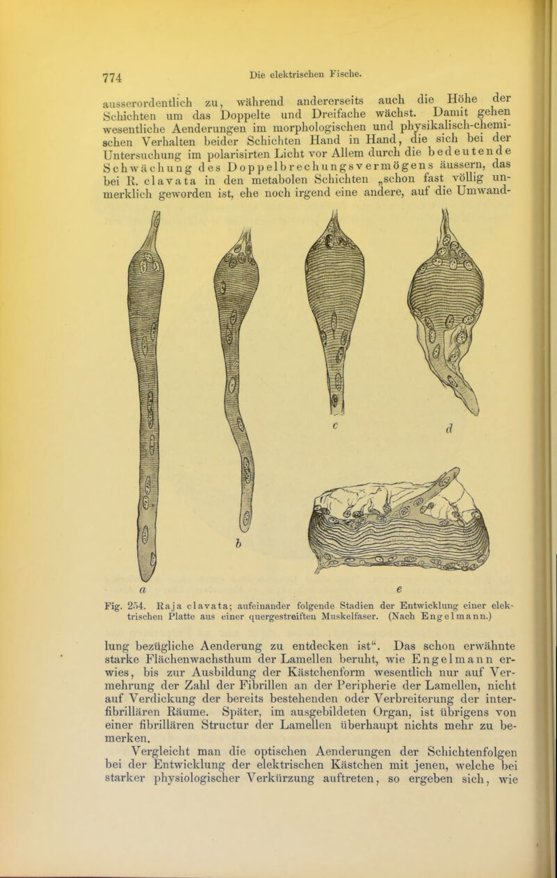 ausserordentlich zu, während andererseits auch die Hohe der Schichten um das Doppelte und Dreifache wächst. Damit gehen wesentliche Aenderungen im morphologischen und physikalisch-chemi- schen Verhalten beider Schichten Hand in Hand, die sich bei der Untersuchung im polarisirten Licht vor Allem durch die bedeutende Schwächung des Doppelbrechungsvermögens äussern, das bei R. clavata in den metabolen Schichten „schon fast völlig un- merklich geworden ist, ehe noch irgend eine andere, auf die Umwand- Fig. 254. Kaja clavata; aufeinander folgende Stadien der Entwicklung einer elek- trischen Platte aus einer quergestreiften Muskelfaser. (Nach Engelmann.) lung bezügliche Aenderung zu entdecken ist. Das schon erwähnte starke Flächeuwachsthum der Lamellen beruht, wie E n g e 1 m a n n er- wies, bis zur Ausbildung der Kästchenform wesentlich nur auf Ver- mehrung der Zahl der Fibrillen an der Peripherie der Lamellen, nicht auf Verdickung der bereits bestehenden oder Verbreiterung der inter- fibrillären Räume. Später, im ausgebildeten Organ, ist übrigens von einer fibrillären Structur der Lamellen überhaupt nichts mehr zu be- merken. Vergleicht man die optischen Aenderungen der Schichtenfolgen bei der Entwicklung der elektrischen Kästchen mit jenen, welche bei starker physiologischer Verkürzung auftreten, so ergeben sich, wie