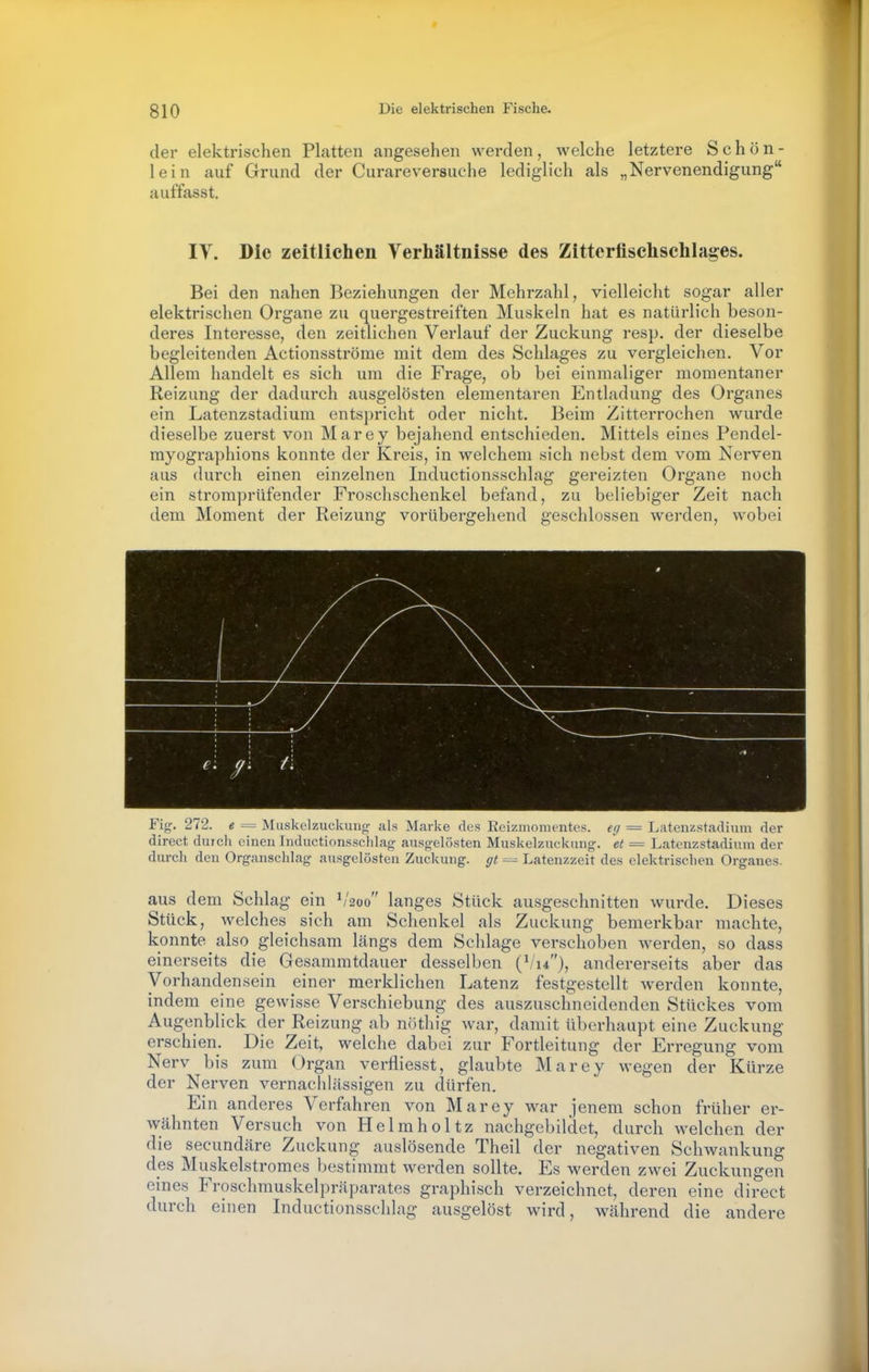 der elektrischen Platten angesehen werden, welche letztere Schön- lein auf Grund der Curare versuche lediglich als „Nervenendigung auffasst. IV. Die zeitlichen Verhältnisse des Zitterfischschlages. Bei den nahen Beziehungen der Mehrzahl, vielleicht sogar aller elektrischen Organe zu quergestreiften Muskeln hat es natürlich beson- deres Interesse, den zeitlichen Verlauf der Zuckung resp. der dieselbe begleitenden Actionsströme mit dem des Schlages zu vergleichen. Vor Allem handelt es sich um die Frage, ob bei einmaliger momentaner Reizung der dadurch ausgelösten elementaren Enthidung des Organes ein Latenzstadium entspricht oder nicht. Beim Zitterrochen wurde dieselbe zuerst von Marey bejahend entschieden. Mittels eines Pendel- myographions konnte der Kreis, in welchem sich nebst dem vom Nerven aus durch einen einzelnen luductionsschlag gereizten Organe noch ein stromprüfender Froschschenkel befand, zu beliebiger Zeit nach dem Moment der Reizung vorübergehend geschlossen werden, wobei Fig. 272. e = Äluskelzuckuiig als ÄLarke des Eeiznionientes. eff = Latenzstadium der direct durch eineu Inductionsschlag ausgelösten Muskelzuckung, et = Latenzstadium der durch den Organschlag ausgelösten Zuckung, = Latenzzeit des elektrischen Organes. aus dem Schlag ein ^'200 langes Stück ausgeschnitten wurde. Dieses Stück, welches sich am Schenkel als Zuckung bemerkbar machte, konnte also gleichsam längs dem Schlage verschoben werden, so dass einerseits die Gesammtdauer desselben (^14), andererseits aber das Vorhandensein einer merklichen Latenz festgestellt Averden konnte, indem eine gewisse Verschiebung des auszuschneidenden Stückes vom Augenblick der Reizung ab nöthig war, damit überhaupt eine Zuckung erschien. Die Zeit, welche dabei zur Fortleitung der Erregung vom Nerv bis zum Organ verfliesst, glaubte Marey wegen der Kürze der Nerven vernachlässigen zu dürfen. Ein anderes Verfahren von Marey war jenem schon früher er- wähnten Versuch von Helmholtz nachgebildet, durch welchen der die secundäre Zuckung auslösende Theil der negativen Schwankung des Muskelstromes bestimmt werden sollte. Es werden zwei Zuckungen eines Froschrauskelpräparates graphisch verzeichnet, deren eine direct durch einen Inductionsschlag ausgelöst wird, während die andere