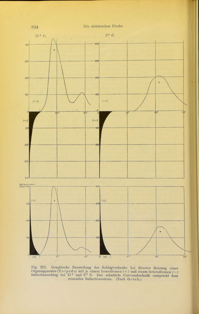 Fig. 281. Graphische Darstellung des Schlagverlaufes bei directer Reizung eines Organapparates (Torpedo) mit je einem homodromen (+) und einem heterodromen (—) Inductionsschlag bei 15 und 3 ° C. Der schattirte Curvenabschnitt entspricht dem reizenden Inductionsstrom. (Nach Gotch.)