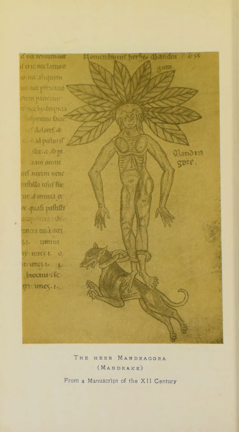 The herb Mandragora (Mandrake)