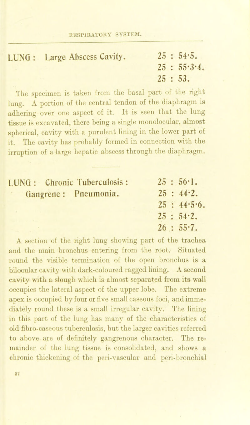 LUNG : Large Abscess Cavity. 25 : 54-5. 25 : 55-3-4. 25 : 53. The specimen is taken from the basal part of the right lung. A portion of the central tendon of the iliaphragm is adhering over one aspect of it. It is seen that the lung tissue is excavated, there being a single monolocular, almost spherical, cavity with a purulent lining in the lower part of it. The cavity has probably formed in connection with the irruption of a large hepatic abscess through the diaphragm. LUNG: Chronic Tuberculosis : 25 : 56-1. Gangrene : Pneumonia. 25 : 44*2. 25 : 44-5-6. 25 : 54-2. 26 : 55-7. A section of the right lung showing part of the trachea and the main bronchus entering from the root. Situated round the visible termination of the open bronchus is a bilocular cavity with dark-coloui-ed ragged Uning. A second ciivity with a slough which is almost separated from its wall occupies the lateral aspect of the upper lobe. The extreme apex is occupied by four or five small caseous foci, and imme- diately round these is a small irregular cavity. The lining in this part of the limg has many of the characteristics of old fibro-caseous tuberculosis, but the larger cavities referred to above are of definitely gangrenous character. The re- mainder of the lung tissue is consolidated, and shows a chronic thickening of the peri-vascular and peri-broncliial