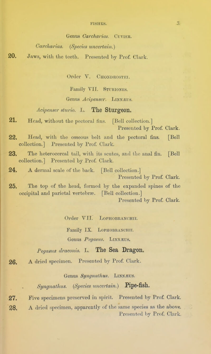 Genus Carcharias. Cutikr. Carcharias. {SjJedes uncertain.) 20. Jaws, witli the teeth. Presented by Pi-of. Clark. Order V. Choijdrostei. Faniilj' VII. Stttriones. Genus Acipenser. LiNNynrs. Acijienser sturio. Ij. The StUTgeon. 21. Head, without the pectoral tins. [Bell collection.] Presented by Prof. Clark. 22. Head, with the osseous belt and the pectoral fins. [Bell collection.] Presented by Prof. Clark. 23. The heterocercal tail, with its scutes, and the anal fin. [Bell collection.] Presented by Prof. Clark. 24. A dermal .scale of the back. [Bell collection.] Presented by Prof Clark. 25. The top of the head, formed by the expanded spines of the occipital and parietal vertebrae. [Bell collection.] Presented by Prof. Clark. Order VII. Lophobranchii. Family IX. LopHOBR.\NCHir. Genus Pegasus. Linn/eus. Pegastis draconis. L. The Sea Dragon. 26. -A- dried specimen. Pi-e.sented by Prof Clark. Genus Syngnathus. Linn/eus. Syngnathus. (Species uncertain.) Pipe-fish. 27. Five specimens preserved in spirit. Presented by Prof Clark. 28. A dried specimen, apparently of the same species as the above. Presented by Prof Claik.