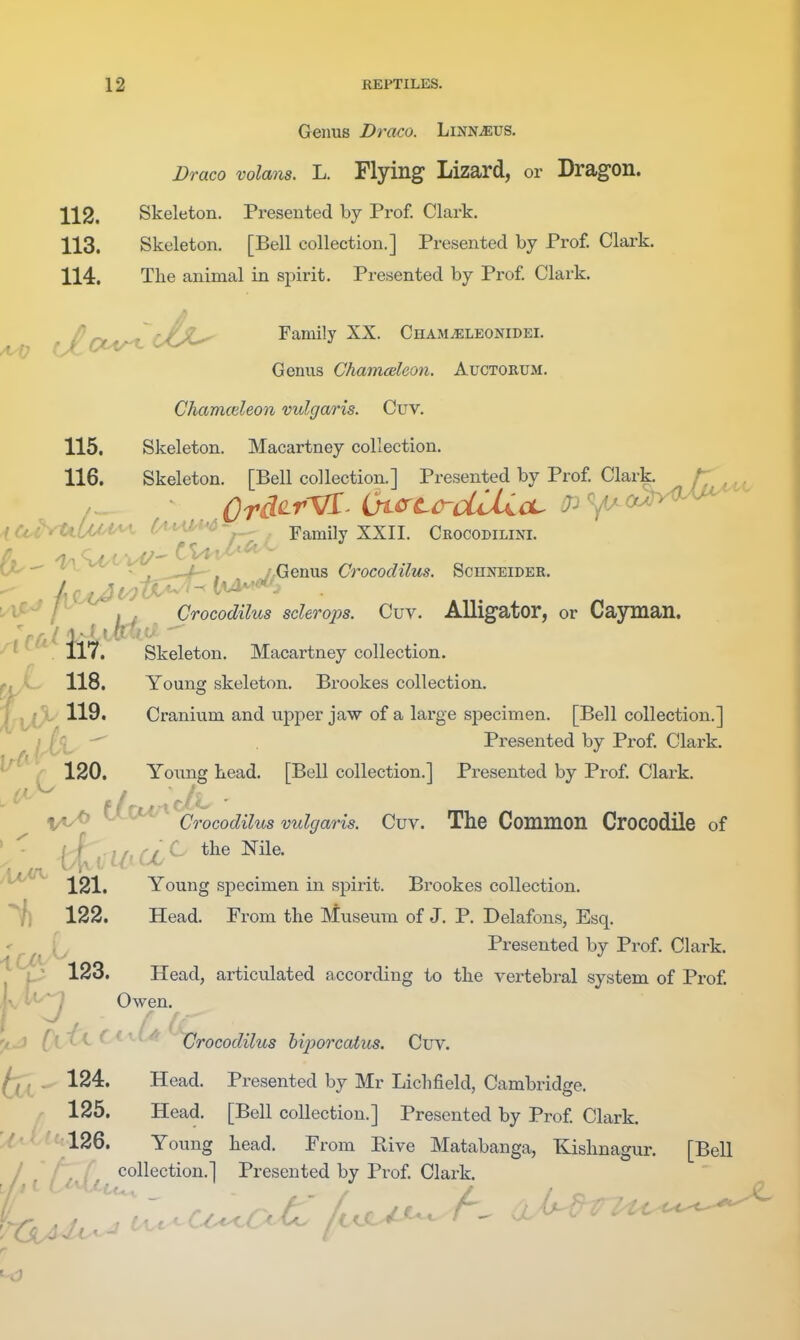 Genus Draco. hmNMVS. Draco volans. L. Flying Lizard, or Dragon. 112. Skeleton. Presented by Prof. Clark. 113. Skeleton. [Bell collection.] Presented by Prof. Clark. 114. Tlie animal in spirit. Presented by Prof. Clark. (Xt/^O^^^ Family XX. CnAsiiELEONiDEi. Genus Chamceleon. Auctorum. Chamceleon vulgaris. Cuv. 115. Skeleton. Macartney collection. 116. Skeleton . [Bell collection.] Presented by Prof. Clark. fTji^i iCa^tiUoi^i ^^ CW^^ Family XXII. Crocodilini. 6^ '^'^^ , / Genus Crocodilus. Schneider. i/i^ fL (jrocodilus sclerops. Cuv, Alligator, or Cayman. ' * 117. Skeleton. Macartney collection. 118. Young skeleton. Brookes collection. 119. Cranium and upper jaw of a large specimen. [Bell collection.] Presented by Prof Clark. *^ ^ 120. Young head. [Bell collection.] Presented by Prof. Clark. ^ ^ Crocodilus vulgaris. Cuv. The Common Crocodile of /Vt* 121. Young specimen in spirit. Brookes collection. % 122. Head. From the Museum of J. P. Delafons, Esq. Presented by Prof. Clark, t J 123. Head, articulated according to the vertebral system of Prof. ' Owen. '/uJ Ci^-^ ^ * Crocodilus biporcatus. Cuv. 124. Head. Presented by Mr Lichfield, Cambridge. 125. Head. [Bell collection.] Presented by Prof Clark. 126. Young head. From Pive Matabanga, Kishnagur. [Bell collection.] Presented by Prof Clark. r