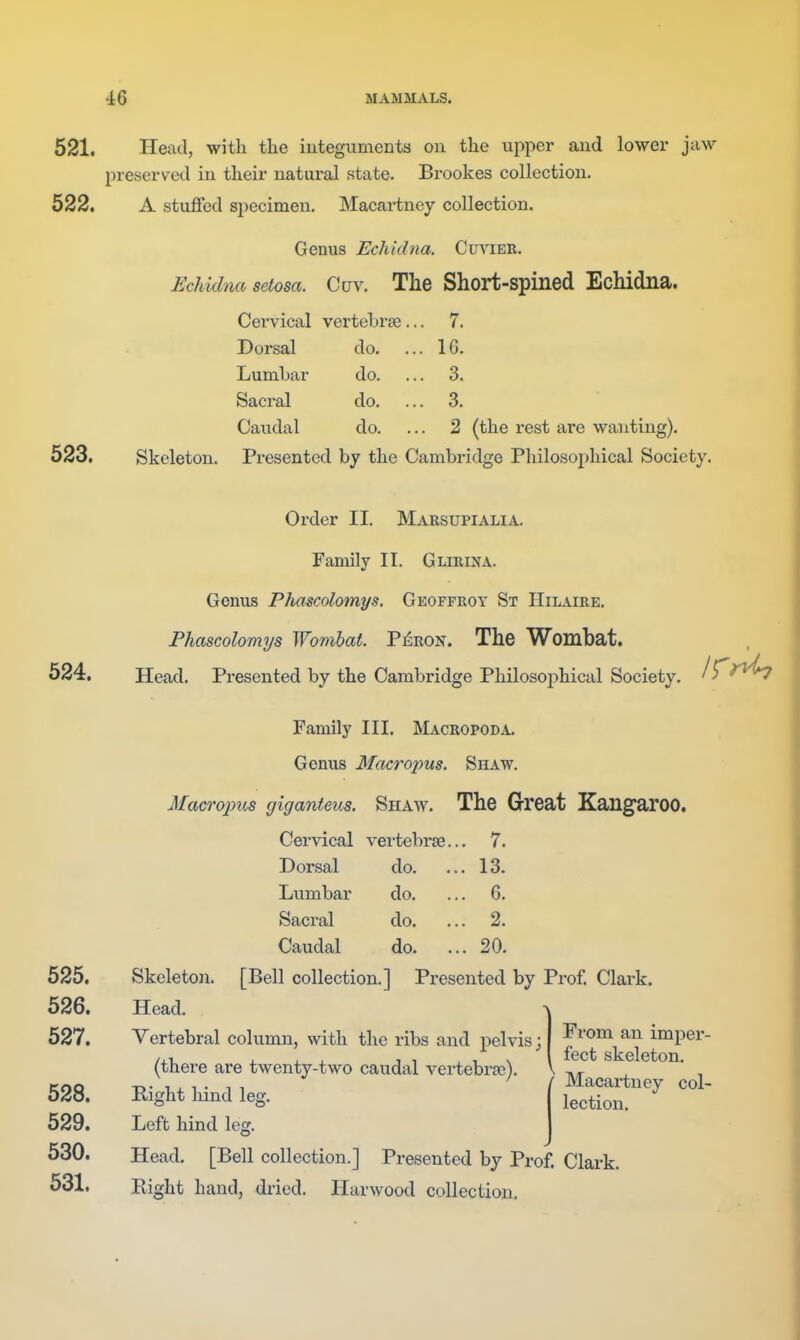521. Head, with the iuteguments on the upper and lower jaw preserved in their natural state. Brookes collection. 522. A stuffed specimen. Macartney collection. Genus Echidna. Cuviee. Echidna setosa. Cuv. The Short-spined Echidna. Cei-vical vertebrae... 7. Dorsal Lumbar Sacral Caudal do. do. do. do. 16. 3. 3. 2 (the rest are wanting). 523. Skeleton. Presented by the Cambridge Philosophical Society. 524. 525. 526. 527. 528. 529. 530. 531. Order II. Marsupialia. Family II. Gliuina. Genus Phascolomys, Geoffroy St Hilaire. Phascolomys Wombat. P£ron. The Wombat. Head. Presented by the Cambridge Philosophical Society, f ^^'^^ Family III. Macropoda. Genus Macropus. Shaw. Macropus giganteus. Shaw. The Great Kangaroo. Cervical vei'tebrse.. . 7. Dorsal do. .. 13. Lumbar do. .. . 6. Sacral do. .. . 2. Caudal do. .. . 20. Skeleton. [Bell collection.] Presented by Prof. Clark Head. Vertebral column, with the ribs and pelvis; (there are twenty-two caudal vertebrae). From an imper- fect skeleton. Right liind leg. Macartney col- lection. Left hind leg. Head. [Bell collection.] Presented by Prof. Clark. Right hand, dried. Harwood collection.