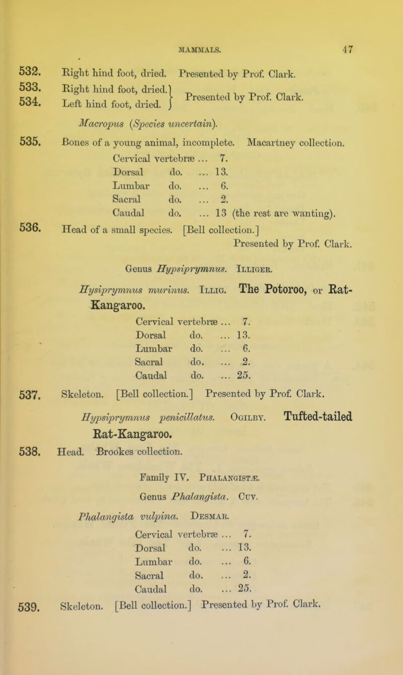532. 533. 534. 535. 536. 537. 538. Presented by Prof. Clark. Piglit hind foot, dried. Presented by Prof Clark. Eight hind foot, dried.] Left hind foot, dried. J Macropus {Species uncertain). -Bones of a yoxmg animal, incomplete. Macartney collection. Cervical vertebrse ... 7. 13. Dorsal Lnnibar Sacral Caudal do. do. do. do. 6. o 13 (the rest ai'e wanting). Head of a small species. [Bell collection.] Presented by Prof Clark. Genus Hypslprymmis. Hysiprymnus murinus. Illig. Kangaroo. Illiger. The Potoroo, or Rat- Cervical vertebrse .. . 7. Dorsal do. .. . 13. Lumbar do. . 6. Sacral do. .. . 2. Caudal do. .. . 25. Skeleton. [Bell collection.] Presented by Prof Clark. Hy2>sip)rymnus penicillatus. Ogilby. Tufted-tailed Rat-Kangaroo. Head. Brookes collection. Family IV. PHALANorsTiE. Genus Phalangista. Cuv. Phalangista vuljnna. Desmar. Cervical vertebrse .. . 7. Dorsal do. . 13. Lumbar do. . 6. Sacral do. .. . 2. Caudal do. . 25. 539. Skeleton. [Bell collection.] Presented by Prof Clark.