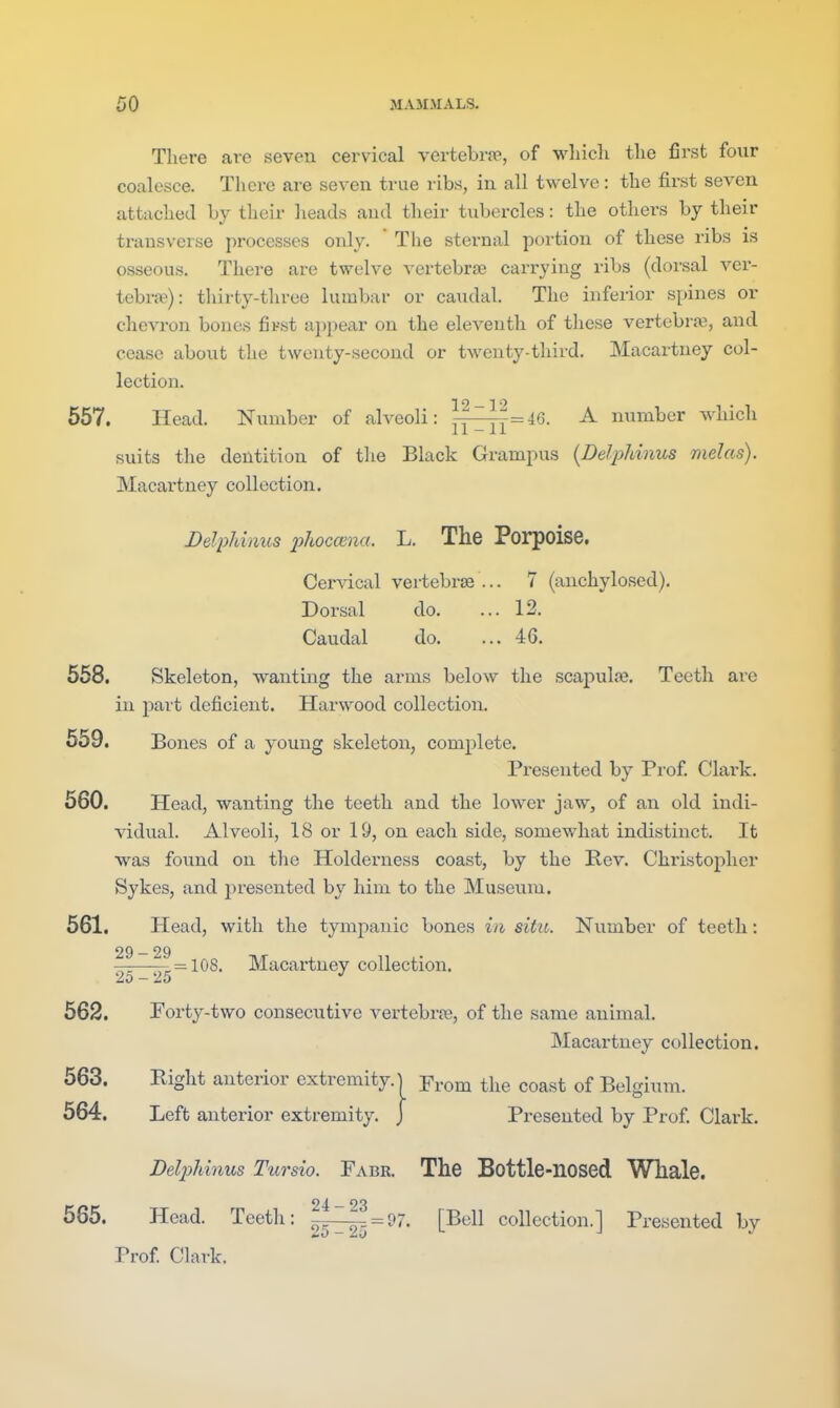 There are seven cervical vertebrpe, of whicli the first four coalesce. There are seven true ribs, in all twelve: the first seven attached hy their heads and their tubercles: the others by their transverse processes only. The sternal portion of these ribs is osseous. There are twelve vertebrse carrying ribs (dorsal ver- tebrse): thirty-three lumbar or caudal. The inferior s^nnes or chevron bones fii--st appear on the eleventh of these vertebra?, and cease about the twenty-second or twenty-third. Macartney col- lection. 657. Head. Number of alveoli: f|TTf=^*5- ^ number which suits the dentition of tlie Black Grampus [Delphinus raelas). Macartney collection. Delphinus phoccena. L. The Porpoise. Cervical vertebrae ... 7 (anchylosed). Dorsal do. ... 12. Caudal do. ... 46, 668. Skeleton, wanting the arms below the scapulae. Teeth arc in j^art deficient. Harwood collection. 559. Bones of a young skeleton, complete. Presented by Prof Clai'k. 560. Head, wanting the teeth and the lower jaw, of an old indi- vidual. Alveoli, 18 or 19, on each side, somewhat indistinct. It •was found on the Holderness coast, by the Rev. Christopher Sykes, and presented by him to the Museum. 561. Head, with the tympanic bones in situ. Number of teeth: 29 — 29 ——7;. = 108. Macartney collection. 20-25 •' 562. Forty-two consecutive vertebi-fe, of the same animal. Macartney collection. 563. Right anterior extremity. | p^-om the coast of Belgium. 564. Left anterior extremity. J Presented by Prof Clark. DeliyUnus Tursio. Fabr. The Bottle-nosed Whale. cpr 24 — 23 555. Head. Teeth: ^^_^. = 97. [Bell collection.] Presented by Prof Clark.