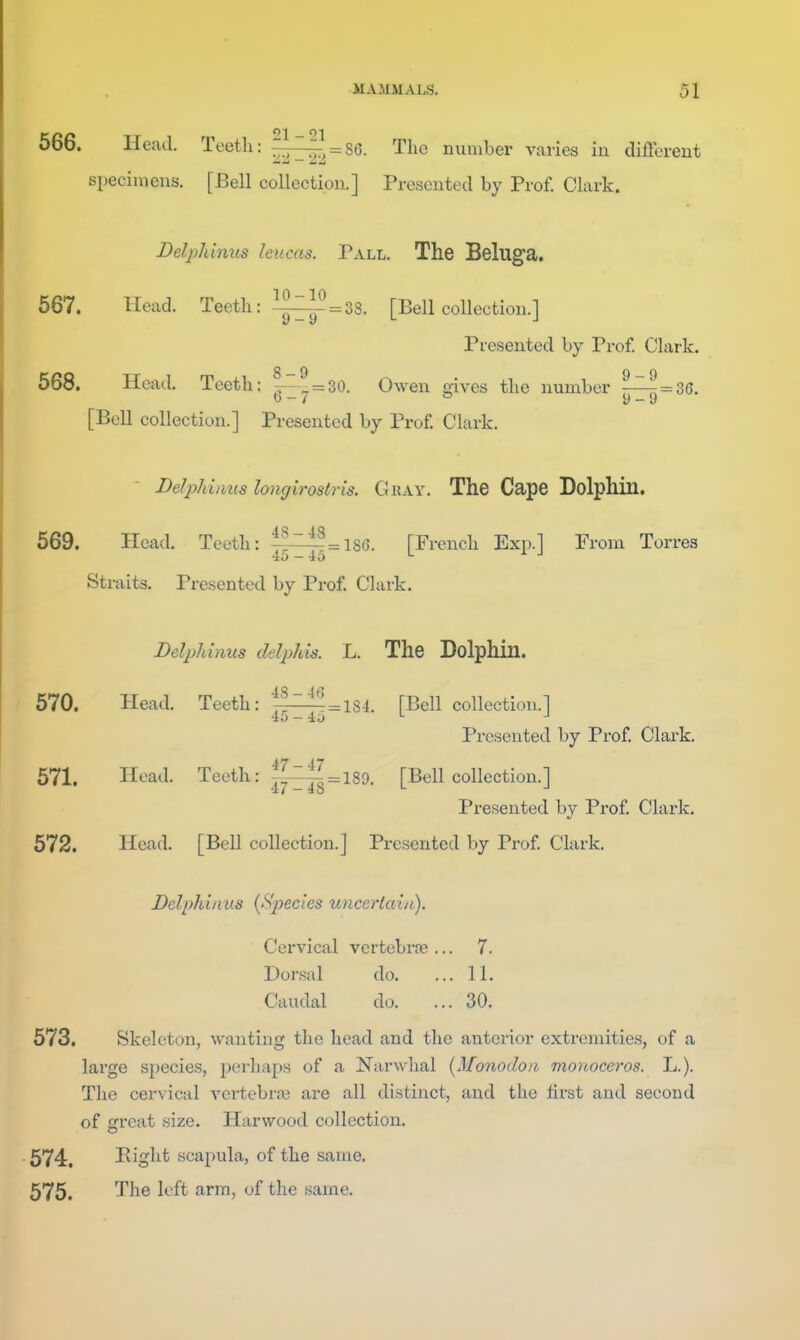 566. Head. Toetli: S6. The number varies iu differeut specimens. [Bell collection.] Presented by Prof. Clark. Delphinus leucas. Pall. The Beluga. 567. Head. Teeth: 38. [Bell collection.] Presented by Prof. Clark. 568. Head. Teeth: |^^ = 30. Owen gives the number ^^ = 36. 6-7 ■ » [BcU collection.] Presented by Prof Clark. ■ Delphinus longirostris. Gkay. The Cape Dolphin. 569. Head. Teeth: ijzi^^ise. [French Exp.] From Torres Straits. Presented by Prof Clark. Belpldnus delphis. L. The Dolphin. 570. Head. Teeth: ^flli^^isj. [Bell collection.] Presented by Prof Clark. 571. Head. Teeth: ^^^=180. [Bell collection.] Presented by Prof. Clark. 572. Head. [Bell collection.] Presented by Prof Clark. Delphinus (Species uncertain). Cervical vertebrce ... 7. Dorsal do. ... 11. Caudal do. ... 30. 673. Skeleton, wanting the head and the anterior extremities, of a lai'ge species, perhaps of a Narwhal (Monodon monoceros. L.). The cervical vertebra are all distinct, and the first and second of great size. Harwood collection. 574. Eight scapula, of the same. 575. The left arm, of the same.