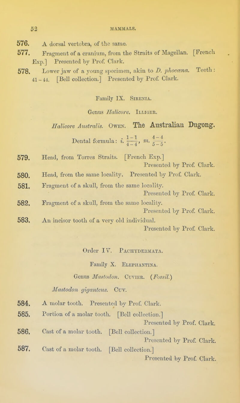 576. A dorsal vertebra, of the same. 577. Fragment of a cranium, from the Straits of Magellan. [French Exp.] Presented by Prof. Clark. 578. Lower jaw of a young specimen, akin to D. phocKna. Teeth : 41 - 44. [Bell collection.] Presented by Prof Clark. Family IX. Sirenia. Genus Halicore. Illiger. Ilalicore Australis. Owen. The Australian Dugong. .1-1 4-4 Dental formula; i. -—r, m. — 4-4 5-5 579. Head, from Torres Straits. [French Exp.] Presented by Pi'of Clai'k. 580. Head, from the same locality. Presented by Prof Clark. 581. Fragment of a skull, from the same locality. Presented by Prof Clark. 582. Fragment of a skull, from the same locality. Presented by Prof Clark. 583. An incisor tooth of a very old individual. Presented by Prof Clark. Order IV. Pachydermata. Family X. Elepiiantina. Genus Mastodon. Cuvier. {Fossil.) Mastodon giganteus. Cuv. 584. A molar tooth. Presented by Prof Clark. 585. Portion of a molar tooth. [Bell collection.] Presented by Prof. Clai'k. 586. Cast of a molar tooth. [Bell collection.] Presented by Prof Clark. 587. Cast of a molar tooth. [Bell collection.] Presented by Prof Clark.