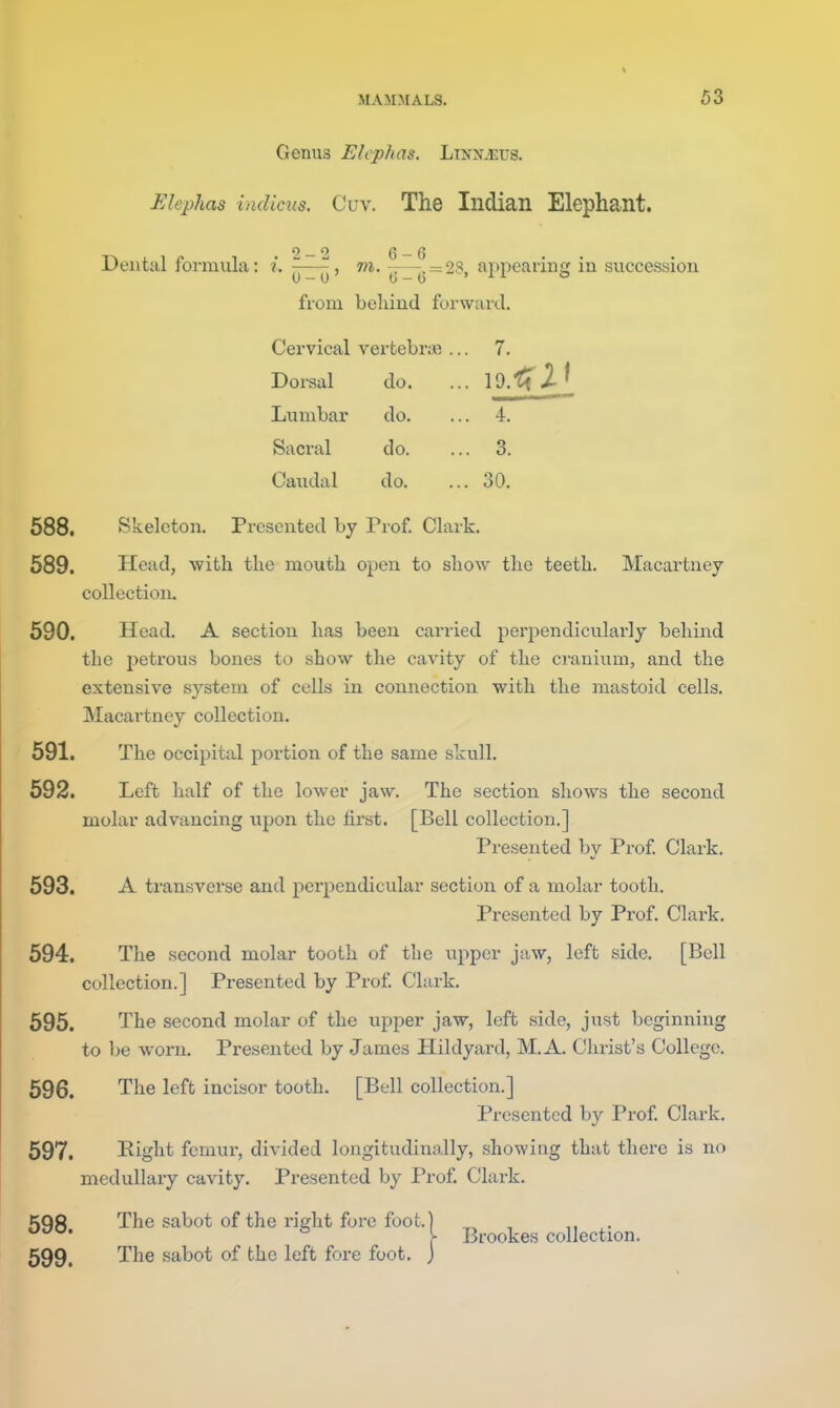 Genus Elcphas. Linn^us. Elephas indicus. Cuv. The Indian Elephant. Dental formula: i. —^^ wi. ^ = 28, appearing in succession from behind forward. Cervical vertebr;*} .. . 7. Dorsal do. . 19. Lumbar do. . 4. Sacral do. . 3. Caiidal do. . 30. 588. Skeleton. Presented by Prof. Clark. 589. Head, with the mouth open to show the teeth. Macartney- collection. 590. Head. A section has been carried periiendicularly behind the petrous bones to show the cavity of the cranium, and the extensive system of cells in connection with the mastoid cells. Macartney collection. 591. The occipital portion of the same skull. 592. Left half of the lower jaw. The section shows the second molar advancing upon the first. [Bell collection.] Presented by Prof. Clark. 593. A transverse and perpendicular section of a mohi]- tooth. Presented by Prof. Clark. 594. The second molar tooth of the upper jaw, left side. [Bell collection.] Presented by Prof Clark. 595. The second molar of the upper jaw, left side, just beginning to be worn. Presented by James Hildyard, M.A. Christ's College. 596. The left incisor tooth. [Bell collection.] Presented by Prof Clark. 597. Right femur, divided longitudinally, showing that there is no medullary cavity. Presented by Prof Clark. .•SQft The sabot of the right fore foot.) ^ , . ^ \ Brookes collection. 599. The sabot of the left fore foot, j