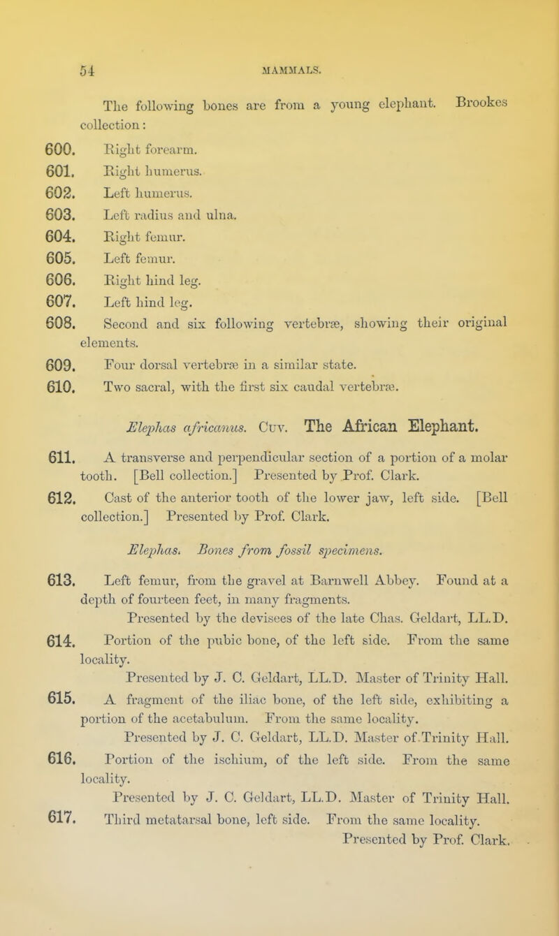 The following bones are from a young elephant. Brookes collection: 600. Right forearm. 601. Bight humerus. 602. Left humerus. 603. Left radius and ulna, 604. Bight femur. 605. Left femur. 606. Ptight hind leg. 607. Left hind log. 608. Second and six following vertebras, showing their original elements. 609. Four dorsal vertebrae in a similar state. 610. Two sacral, with the first six caudal vertebra?. JEleiJlias africanus. Cuv. The African Elephant. 611. A transverse and perpendicular section of a portion of a molar tooth. [Bell collection.] Presented by Prof Clark. 612. Cast of the antei'ior tooth of the lower jaw, left side. [Bell collection.] Presented by Prof Clark. ElephaSi Bones from fossil specimens. 613. Left femur, from the gravel at Barnwell Abbey. Found at a depth of fourteen feet, in many fragments. Presented by the devisees of the late Chas. Geldart, LL.D. 614. Portion of the pubic bone, of the left side. From the same locality. Presented by J. C. Geldart, LL.D. Master of Trinity Hall. 615. A fragment of the iliac bone, of the left side, exhibiting a portion of the acetabulum. From the same locality. Presented by J. C. Geldart, LL.D. Master of.Trinity Hall. 616. Portion of the ischium, of the left side. Fi-om the same locality. Presented by J. C. Geldart, LL.D. Master of Trinity Hall. 617. Third metatarsal bone, left side. From the same locality.