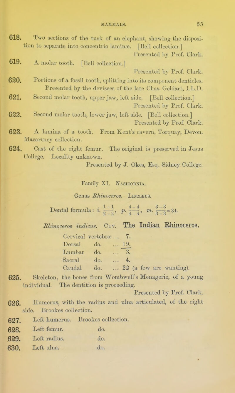618. Two sections of the tusk of an elephant, showing the disposi- tion to separate into concentric laniinte, [Bell collection.] Presented by Prof. Clark. 619. A niol ar tooth. [Bell collection.] Presented by Prof. Clark. 620. Portions of a fossil tooth, splitting into its conii)onent denticles. Presented by the devisees of the late Chas. Geldart, LL.D. 621. Second molar tooth, upper jaw, left side. [Bell collection.] Presented by Prof. Clark. 622. Second molar tooth, lower jaw, left side. [Bell collection.] Presented by Prof. Clark. 623. A lamina of a tooth. From Kent's cavern, Torquay, Devon. Macartney collection. 624. Cast of the right femur. The original is preserved in Jesus College. Locality unknown. Presented by J. Okes, Esq. Sidney College. Family XI. Nasicorma. Genus Rhinoceros. Lixis^iEus. Dental formula: i. ^j. ^—|, m. ^^=dL Rhinoceros inclicus. Cuv. The Indian Rliinoceros. Cervical vertebrte ... 7. Dor.sal do. ... 19^ Lumbar do. ... 3. Sacral do. ... 4. Caudal do. ... 22 (a few are wanting). 625. Skeleton^ the bones from Wombwell's Menagerie, of a young individual. The dentition is proceeding. Presented by Prof. Clark. Humerus, with the radius and ulna articulated, of the right side. Brookes collection. 627. Ticft humerus. Brookes collection. 628. I^eft femur. do. 629. Left radius. do. 630. Left ulna. do.