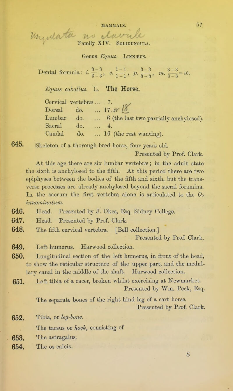 I Family XIV. Bolidunoula. Genus Equus. Linn^us. , ^ e 1 • 3-3 1-1 3-3 3-3 Dental formula: i. — , c. — , m. 333 = ^0. Equus cabailus. L. The Horse. Cervical vertebrae ... 7. Dorsal do. Lumbar do. Saci'al do. Caudal do. 17.^r /if 6 (the last two partially anchylosed). 4. 16 (the rest wanting). 645. Skeleton of a thorough-bred horse, four years old. Presented by Prof. Clark. At this age there are six lumbar vertebrae; in the adult state the sixth is anchylosed to the fifth. At this period there are two epiphyses between the bodies of the fifth and sixth, but the trans- verse processes are already anchylosed beyond the sacral foramina. In the sacrum the first vertebra alone is articulated to the Os innominatum. 646. Head. Presented by J. Okes, Esq. Sidney College. 647. Head. Presented by Prof. Clark. 648. The fifth cervical vertebra. [Bell collection.] Presented by Prof Clark. 649. Left humeinis. Harwood collection. 650. Longitudinal section of the left humerus, in front of the head, to show the reticular structure of the upper part, and the medul- lary canal in the middle of the shaft. Harwood collection. 651. I^^ft tibia of a racer, broken whilst exercising at Newmarket. Presented by Wm. Peck, Esq. The separate bones of the right hind leg of a cart horse. Presented by Prof Clark. 652. Tibia, or leg-hone. The tarsus or lioch, consisting of 653. The astragalus. 654. The OS calcis. 8