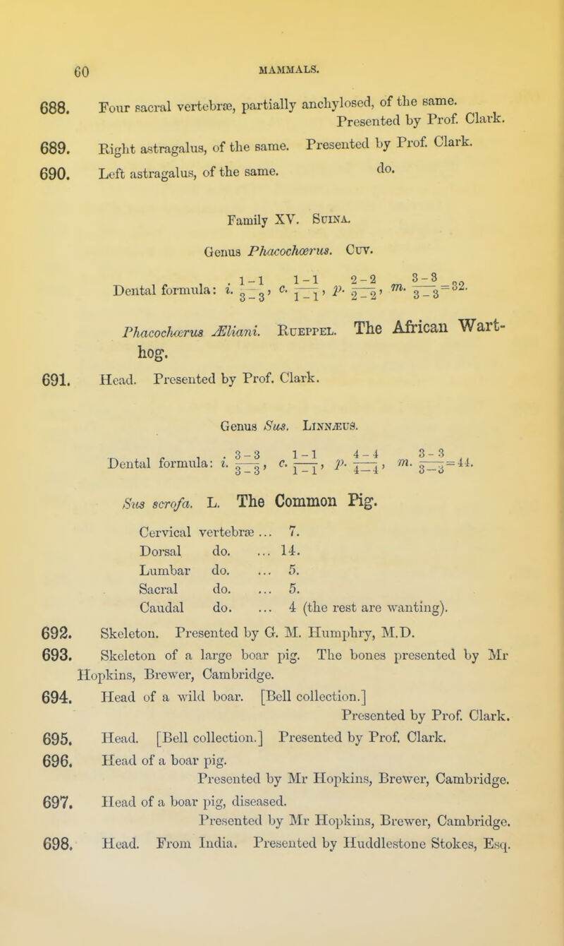 688. Four pacral vertebrffi, partially anchylosed, of tlie same. Presented by Prof. Clark. 689. Right a.stragalus, of the same. Presented by Prof. Clark. 690. Left astragalus, of the same. do. Family XV. Suina, Geiius Phacochoerus. Cuv. 1-1 1-1 ''-2 3-3 Dental formula: i. g-^, c. —, ^j. m. ^3=^2. PhacocJweru8 Miani. Rueppel. The African Wart- hog. 691. Head. Presented by Prof. Clark. Genus Sus. LiXN^us. ^ , . , -3-3 1-1 4-4 3-3^, Dental formula: i. g—^, ^^1^ JITi' Sits scro/a. L. The Common Pig. Cervical vertebra? Dorsal do. Lumbar do. Sacral do. Caudal do. 7. U. 5. 5. 4 (the rest are wanting). 692. Skeleton. Presented by G. M. Humphry, M.D. 693. Skeleton of a large boar pig. The bones presented by Mr Hopkins, Brewer, Cambridge. 694. Head of a wild boar. [Bell collection.] Presented by Prof. Clark. 695. Head. [Bell collection.] Presented by Prof. Clark. 696. Head of a boar pig. Presented by Mr Hoj^kins, Brewer, Cambridge. 697. Head of a boar pig, diseased. Presented by Mr Hopkins, Brewer, Cambridge. 698. Head. From India. Presented by Huddlcstone Stokes, Esq.