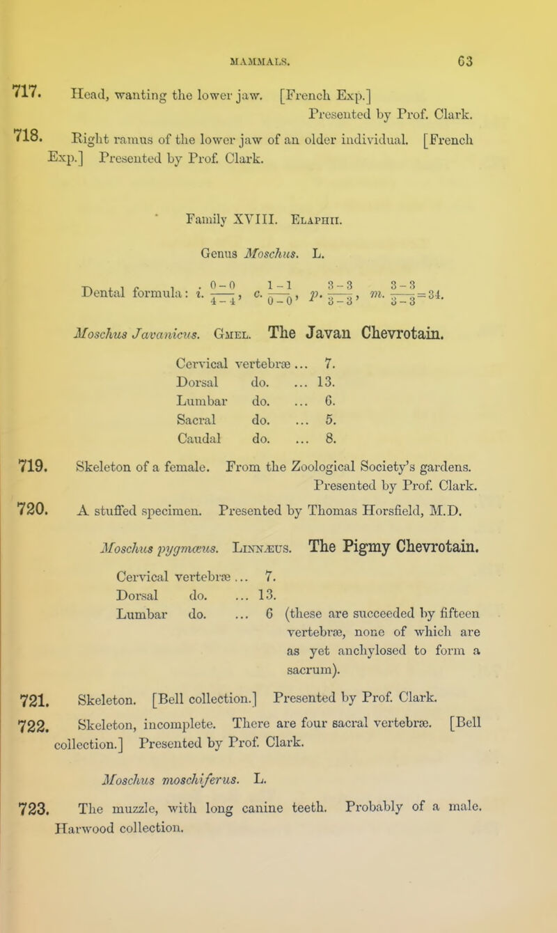 717. Head, wanting the lower jaw. [French Exp.] Presented by Prof. Clark. 718. Right ramus of the lower jaw of an older individual. [French Exp.] Presented by Prof. Clai-k. Family XYIII. Elaphii. Genus Moschiis. L. TN.in 1 .0-0 1-1 3-3 3-3 Dental formula: i. j—^, c. —j). ^-r^, m. ^7—^=34. Moschus Javariicus. Gmel. The Javan Chevrotain. Cei'vical vertebrce .. . 7. Dorsal do. . 13. Lumbar do. .. . 6. Sacral do. . 5. Caudal do. . 8. 719. Skeleton of a female. From the Zoological Society's gardens. Presented by Prof. Clark. 720. A stuffed specimen. Presented by Thomas Horsfield, M.D. Moschus pijgmceus. Lixn^us. The Pigmy Chevrotain. Cervical vertebroe ... 7. Dorsal do. ... 13. Lumbar do. ... G (these are succeeded by fifteen vertebrse, none of which are as yet anchylosed to form a sacrum). 721. Skeleton. [Bell collection.] Presented by Prof Clark. 722. Skeleton, incomplete. There are four sacral vertebrae. [Bell collection.] Presented by Prof Clark. Moschus moschi/erus. L. 723. The muzzle, with long canine teeth. Probably of a male. Harwood collection.