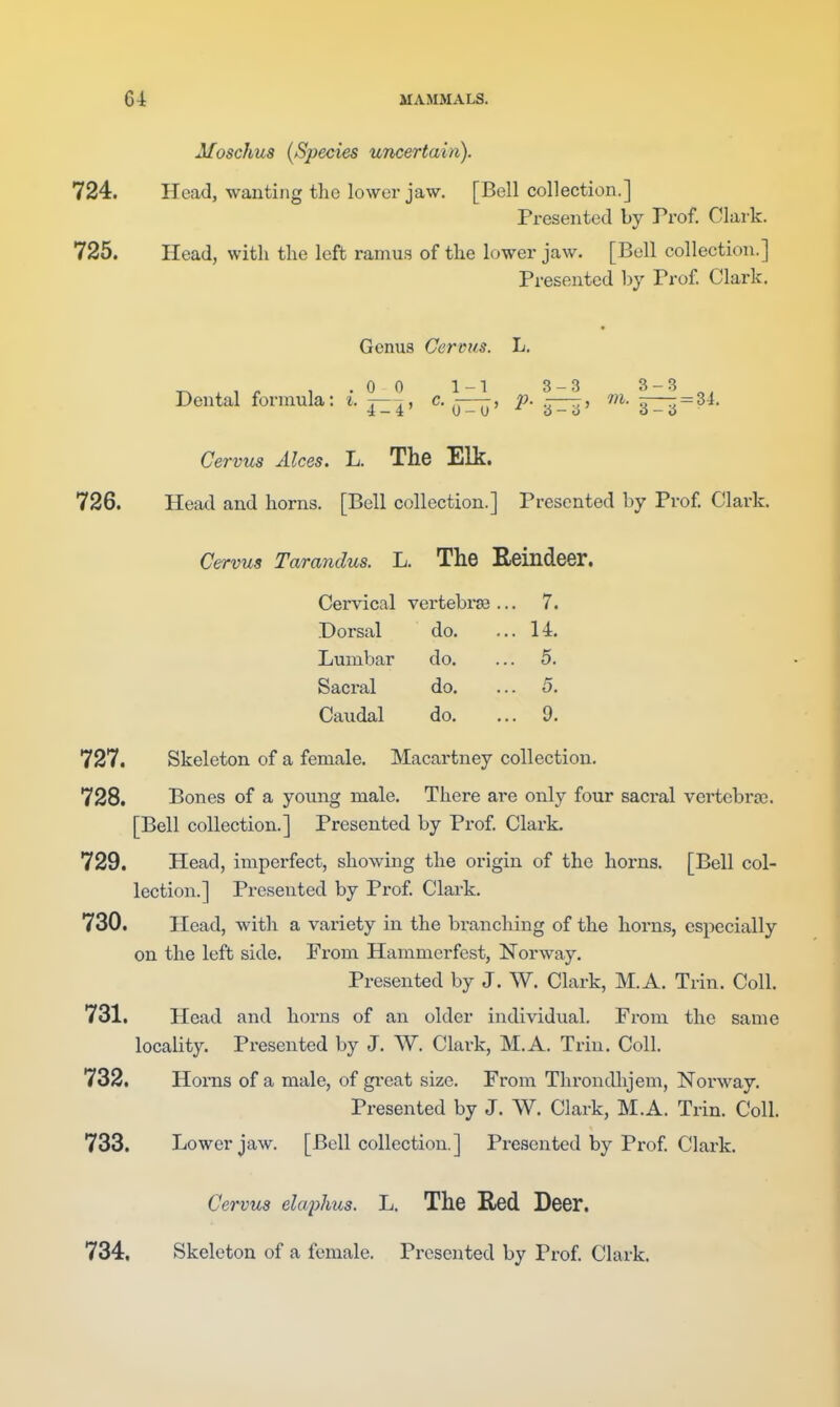 Moschus {Species uncertain). 724. Head, wanting tlio lower jaw. [Bell collection.] Presented by Prof. Clark. 725. Head, with the left ramus of the lower jaw. [Bell collection.] Presented by Prof Clark. Genus Cervus. L. . 1 1 .0 0 1-1 3-3 3-3 „^ Dental formula: i. c. —, P- m. 3^^ = 34. Cervus Alces. L. The Elk. 726. Head and horns. [Bell collection.] Presented by Prof Clark. Cervus Tarandus. L. The Eeindeer. Cervical vertebra3 .. . 7. Dorsal do. . U. Lumbar do. . 5. Sacral do. . 5. Caudal do. . a. 727. Skeleton of a female. Macartney collection. 728. Bones of a young male. There are only four sacral vertebrs9. [Bell collection.] Presented by Prof Clark. 729. Head, imperfect, showing the origin of the horns. [Bell col- lection.] Presented by Prof Clai-k. 730. Head, with a variety in the branching of the horns, especially on the left side. From Hammerfest, Norway. Presented by J. W. Clark, M.A. Trin. Coll. 731. Head and horns of an older individual. From the same locality. Presented by J. W. Clark, M.A. Trin. Coll. 732. Horns of a male, of great size. From Throndhjem, Norway. Presented by J. W. Clark, M.A. Trin. Coll. 733. Lower jaw. [Bell collection.] Presented by Prof Clark. Cervus elaj^lms. L. The Red Deer. 734. Skeleton of a female. Presented by Prof Clark.