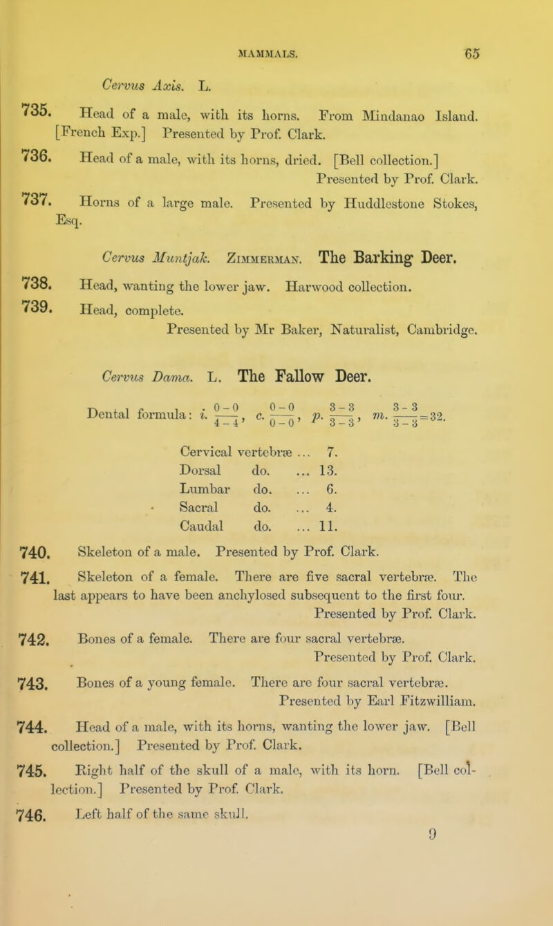 Cervus Axis. L. 735. Head of a male, with its horns. From Mindanao Island. [French Exp.] Presented by Prof. Clark. 736. Head of a male, with its horns, dried. [Bell collection.] Presented by Prof. Clark. 737. Horns of a large male. Presented by Huddlestone Stokes, Esq. Cervus Muntjak. Zimmerman. The Barking Deer. 738. Head, wanting the lower jaw. Harwood collection. 739. Head, complete. Presented by Mr Baker, Naturalist, Cambridge. Cervtts Dama. L. The Fallow Deer. T\ >. \ c 1 .0-0 0-0 3-3 3-3 Dental formula: ^. —, c.-j^ , 3T3 , wi. — = 32. Cervical vertebrse .. . 7. Dorsal do. . 13. Lumbar do. . 6. Sacral do. . 4. Caudal do. . 11. 740. Skeleton of a male. Presented by Prof Clark. 741. Skeleton of a female. There are five sacral vertebrae. The last appears to have been anchylosed subsequent to the fii-st fom-. Pi'esented by Prof Clark. 742. Bones of a female. There ai'e four sacral vertebra?. Presented by Prof Clark. 743. Bones of a young female. There are four sacral vertebrae. Presented l)y Earl Fitzwilliam. 744. Head of a male, with its horns, wanting the lower jaw. [Boll collection.] Presented by Prof Clark. 745. Riglit half of the skull of a male, with its horn. [Bell col- lection.] Presented by Prof Clark. 746. Left half of the same skuJl. 9