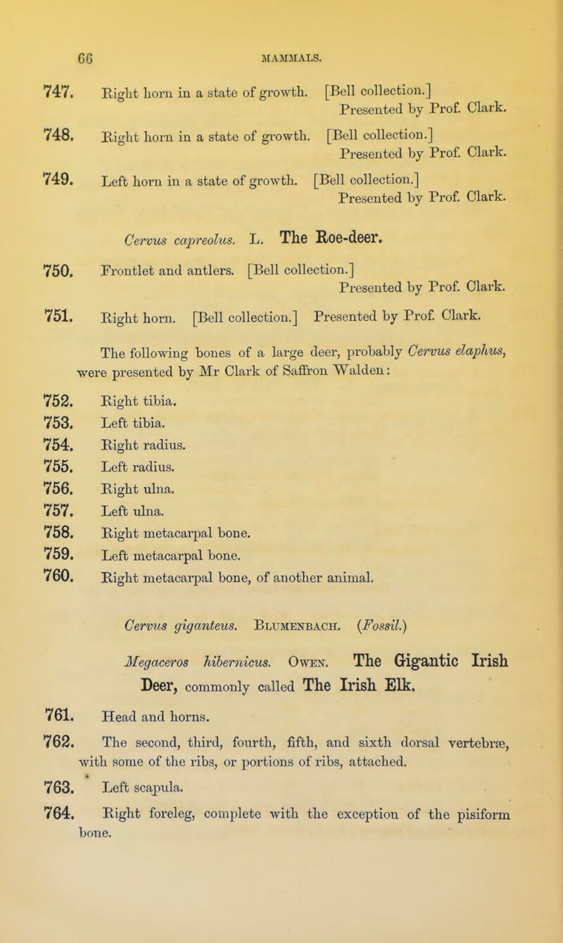 747. Kiglit liorn in a state of growth. [Bell collection.] Presented by Prof. Clark. 748. Bight horn in a state of growth. [Bell collection.] Presented by Prof. Clark. 749. Left horn in a state of growth. [Bell collection.] Presented by Prof Clark. Cerviis capreolus. L. The Roe-deer. 750. Prontlet and antlers. [Bell collection.] Presented by Prof Clark. 751. Right horn. [Bell collection.] Presented by Prof Clark. The following bones of a large deer, probably Cervus elaphus, were presented by Mr Clark of Saffron Walden: 752. Bight tibia. 753. Left tibia. 754. Bight radius. 755. Left radius. 756. Bight ulna. 757. Left ulna. 758. Bight metacarpal bone. 759. Left metacarpal bone. 760. Bight metacarpal bone, of another animal. Cervus giganteus. Blumenbach. {Fossil.) Megaceros hihernicus. Owen. The Gigantic Irish Deer, commonly called The Irish Elk. 761. Head and horns. 762. The second, third, fourth, fifth, and sixth dorsal vertebree, with some of the ribs, or portions of ribs, attached. 763. Left scapula. 764. Bight foreleg, complete with the exception of the pisiform bone.