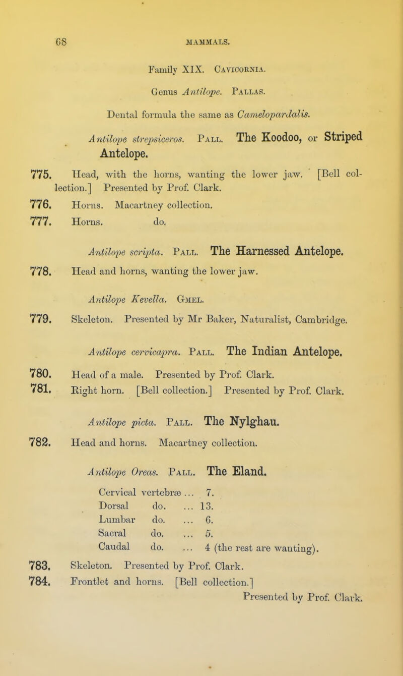 Family XIX. Cavicornia. Genus Ant Hope. Pallas. Dental formula the same as Canielopardalis. Antilope sirepsiceros. Pall. The KoodoO, or Striped Antelope. 775. Head, with the horns, wanting the lower jaw. [Bell col- lection.] Presented by Prof. Clark. 776. Horns. Macartney collection. 777. Horns. do, Antilope scripta. Pall. The Harnessed Antelope. 778. Head and horns, wanting the lower jaw. Antilope Kevella. Gmel. 779. Skeleton. Presented by Mr Bakex', Naturalist, Cambridge. Antilope ceo-vicajjra. Pall. The Indian Antelope. 780. Head of a male. Presented by Prof. Clark. 781. Right horn. [Bell collection.] Presented by Prof. Clark. Antilope picta. Pall. The Nylghau. 782. Head and horns. Macartney collection. Antilope Oreas. Pall. The Eland. Cervical vertebrse Dorsal do. Lumbar do. Saci'al do. Caudal do. 7. 13. 6. 5. 4 (the rest are wanting). 783. Skeleton. Presented by Prof. Clark. 784, Frontlet and horns. [Bell collection.] Presented by Prof. Clark.