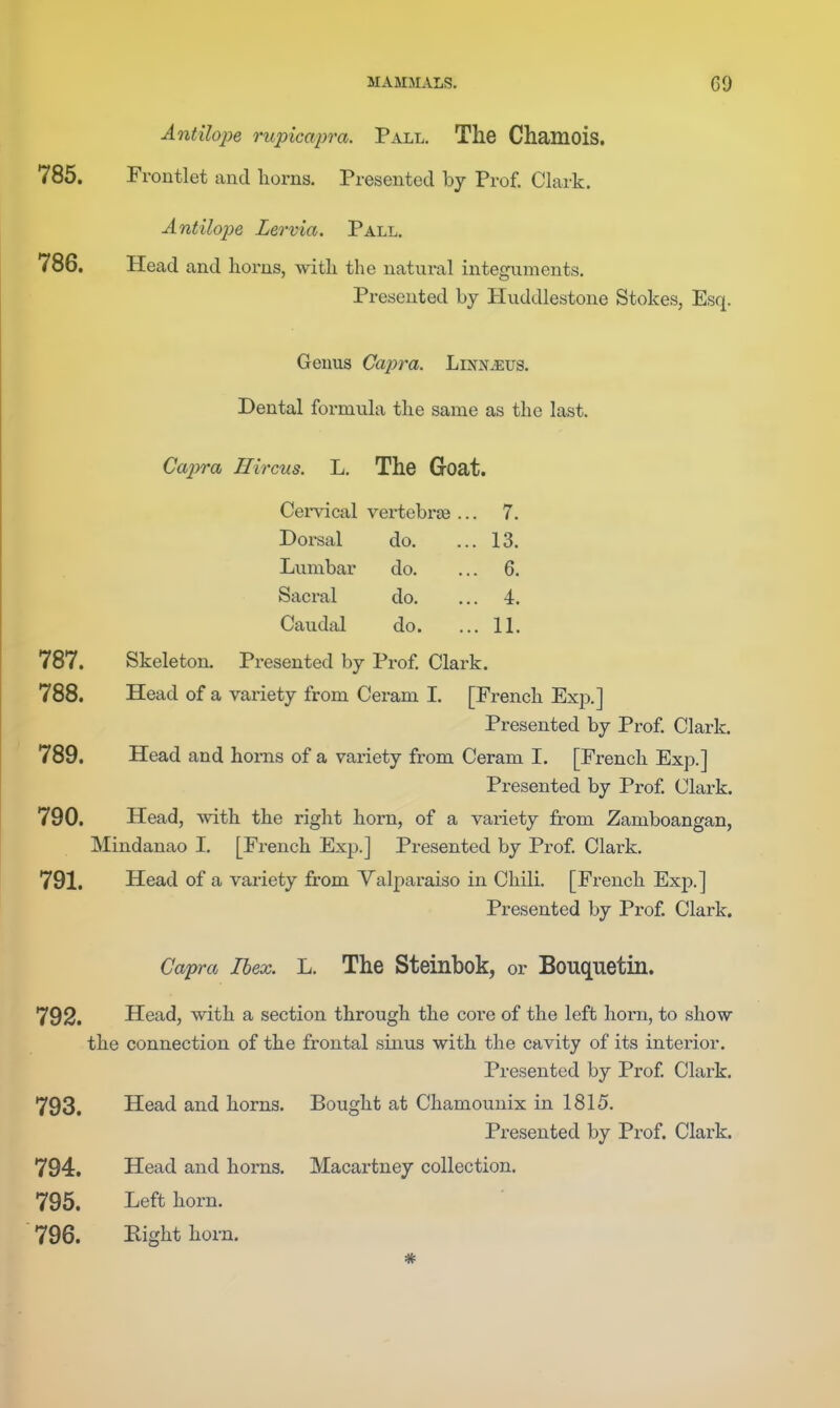 Antilope rupicapra. Pall. The Chamois. 785. Frontlet and horns. Presented by Prof. Clark. Antilope Lervia. Pall. 786. Head and horns, with the natural integuments. Presented by Huddlestone Stokes, Esq. Genus Capra. Linnaeus. Dental formula the same as the last. Capra Hircus. L, The Goat. Cervical vertebrae ... 7. Dorsal do. 13. Lumbar do. 6. Sacral do. 4. Cau.dal do. 11. Skeleton. Presented by Prof. Clark. 788. Head of a variety from Ceram I. [French Exp.] Presented by Prof. Clark. 789. Head and homs of a variety from Ceram I. [French Exp.] Presented by Prof. Clark. 790. Head, with the right horn, of a vai-iety from Zamboangan, Mindanao I. [French Exp.] Presented by Prof Clark. 791. Head of a variety from Valparaiso in Chili. [French Exp.] Presented by Prof. Clark. Capra Ilex. L. The Steinbok, or Bouquetin. 792. Head, with a section through the core of the left horn, to show the connection of the frontal sinus with the cavity of its interior. Presented by Prof Clark. 793. Head and horns. Bought at Chamounix in 1815. Presented by Prof. Clark. 794. Head and horns. Macartney collection. 795. Left horn. 796. Kight hom.