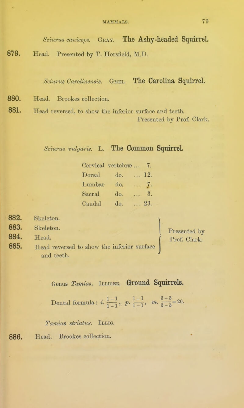 Sciurus caniceps. Gray. The Ashy-headed Squirrel. 879. Head. Presented by T. Horsfield, M.D. Sciurus Caroliiiens^is. Gmel. The Carolina Squirrel. 880. Head. Brookes collection. 881. Head reversed, to show the inferior surface and teeth. Presented by Prof. Clark. Sciurus vulgaris. L. Cervical Dorsal Lumbar Sacral Caudal 882. Skeleton. 883. Skeleton. 884. Head. 885. Head reversed to show tl and teeth. The Common Squirrel. vei-tebrae... 7. do. ... 12. do. ... 7. do. ... 3. do. ... 23. I Presented by ( Prof. Clark, inferior surface I Genus Tamias. Illiger. Ground Squirrels. 11 11 3—3 Dental formula: i. , p. m. 33^=20. 886. Tamicos striatus. Illig. Head. Brookes collection.