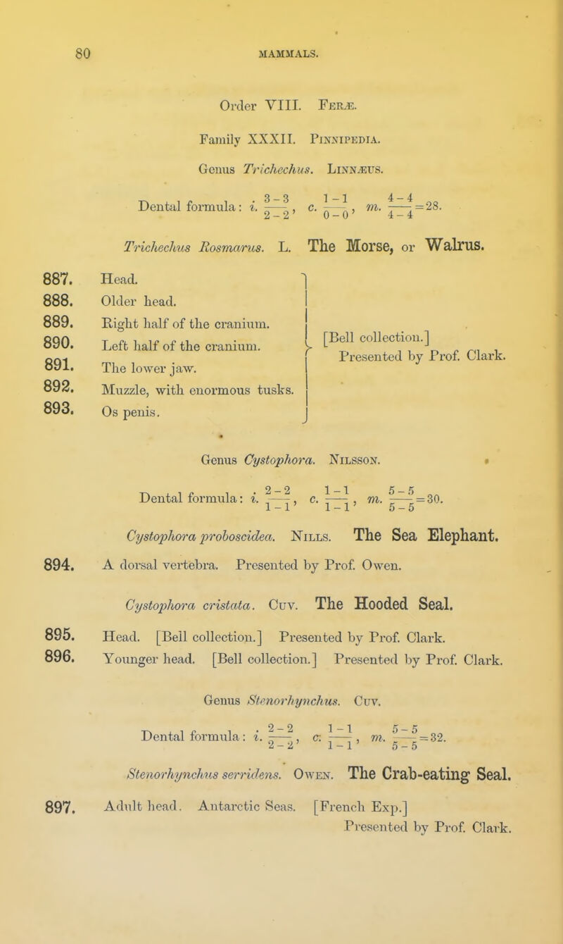 Order VIII. Fer.«. Family XXXII. Pinnipedia. Genus Trichechus. Linnaeus. Dental formula: i. \—\, c. ]:—\, m. 7—-. - 28. 2-2 0-0 4-4 Trichechus Mosmarus. L. The Morse, or WalruS. 887. Head. 888. Older head. 889. Right half of the cranium. 890. Left half of the cranium. 891. The lower jaw. 892. Muzzle, with enormous tusks. 893. Os penis. r [Bell collection.] Presented by Prof. Clark. Genus Cystophora. Nilsson. • Dental formula: i. ^—^, c. ^—^ , m. \—^ = 30. 1-1 1-1 5-5 Cystophora prohosddea. Nills. The Sea Elephant. 894. A dorsal vertebra. Presented by Prof. Owen. Cystophora cristata. Cuv. The Hooded Seal. 895. Head. [Bell collection.] Presented by Prof. Clark. 896. Younger head. [Bell collection.] Presented by Prof. Clark. Genus Stenorhynchits. Cuv. Dental fornnala : i. ^—^, c: \—^, w. ^-—^ = 32. 1-2 1—1 5—5 Stenorhynchiis serridens. Oaven. The Crab-eating Seal. 897. Adult head. Antarctic Seas. [French Exp.] Presented by Prof. Clark.