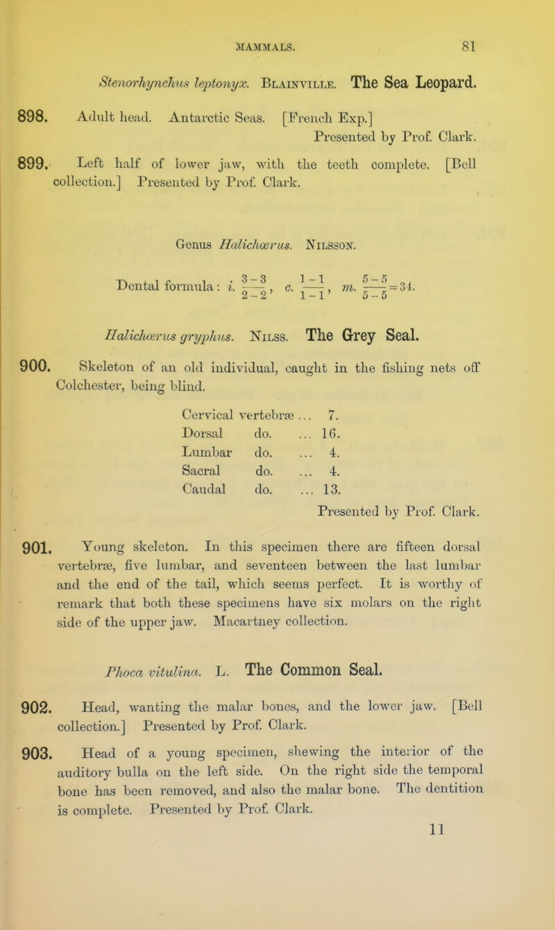 Stenorhynchuif leptonyx. Blainville. The Sea Leopard. 898. Adult liead. Antarctic Seas. [Freiicli Exp.] Presented by Prof. Clark. 899. Left half of lower jaw, with the teeth complete. [Bell collection.] Presented by Prof. Clark. Genus Halichoenis. Nilsson. Dental foi-mula : i. \—\, c. \—^, m. \—^ = 3i- Ilalkhoerus gryplms. Nilss. The Grey Seal. 900. Skeleton of an old individual, caught in the fishing nets off Colchester, being blind. Cervical vertebr£e .. . 7. Dorsal do. . 16. Lumbar do. . 4. Sacral do. . 4. Caudal do. . 13. Presented by Prof Clark. 901. Young skeleton. In this specimen there are fifteen dorsal vertebra?, five lumbar, and seventeen between the last lumbar and the end of the tail, which seems perfect. It is worthy of remark that both these specimens have six molars on the riglit side of the upper jaw. Macartney collection. Fhoca vitulina. L. The Common Seal. 902. Head, wanting the malar bones, and the lower jaw. [Bell collection.] Presented by Prof Clark. 903. Head of a young specimen, shewing the interior of the auditory bulla on the left side. On the right side the temporal bone has been removed, and also the malar bone. The dentition is complete. Presented hy Prof Clark. 11